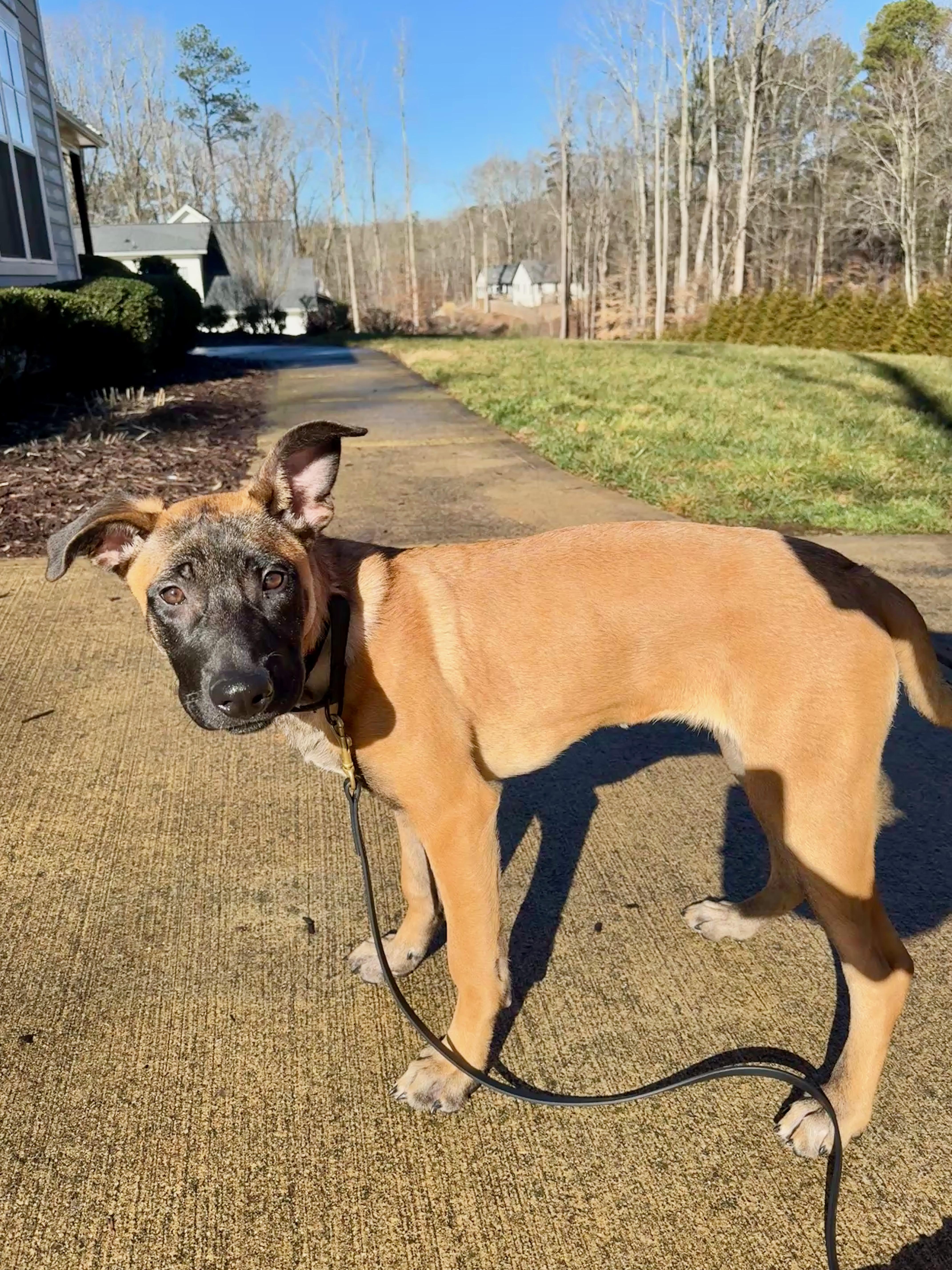 Enlarge Sasha, an adopted mixed breed in Roswell, GA image 4/4