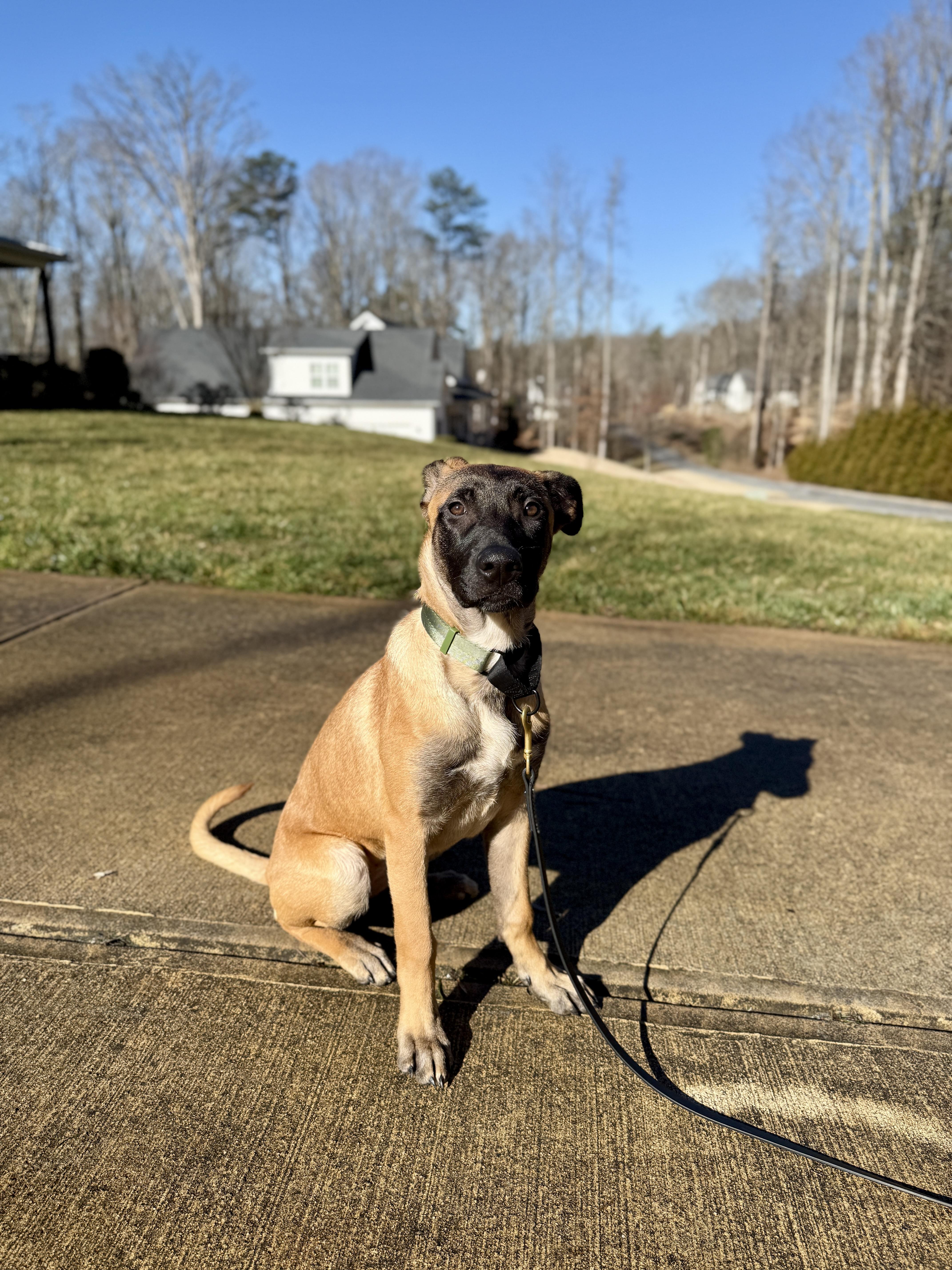 Enlarge Sasha, an adopted mixed breed in Roswell, GA image 3/4