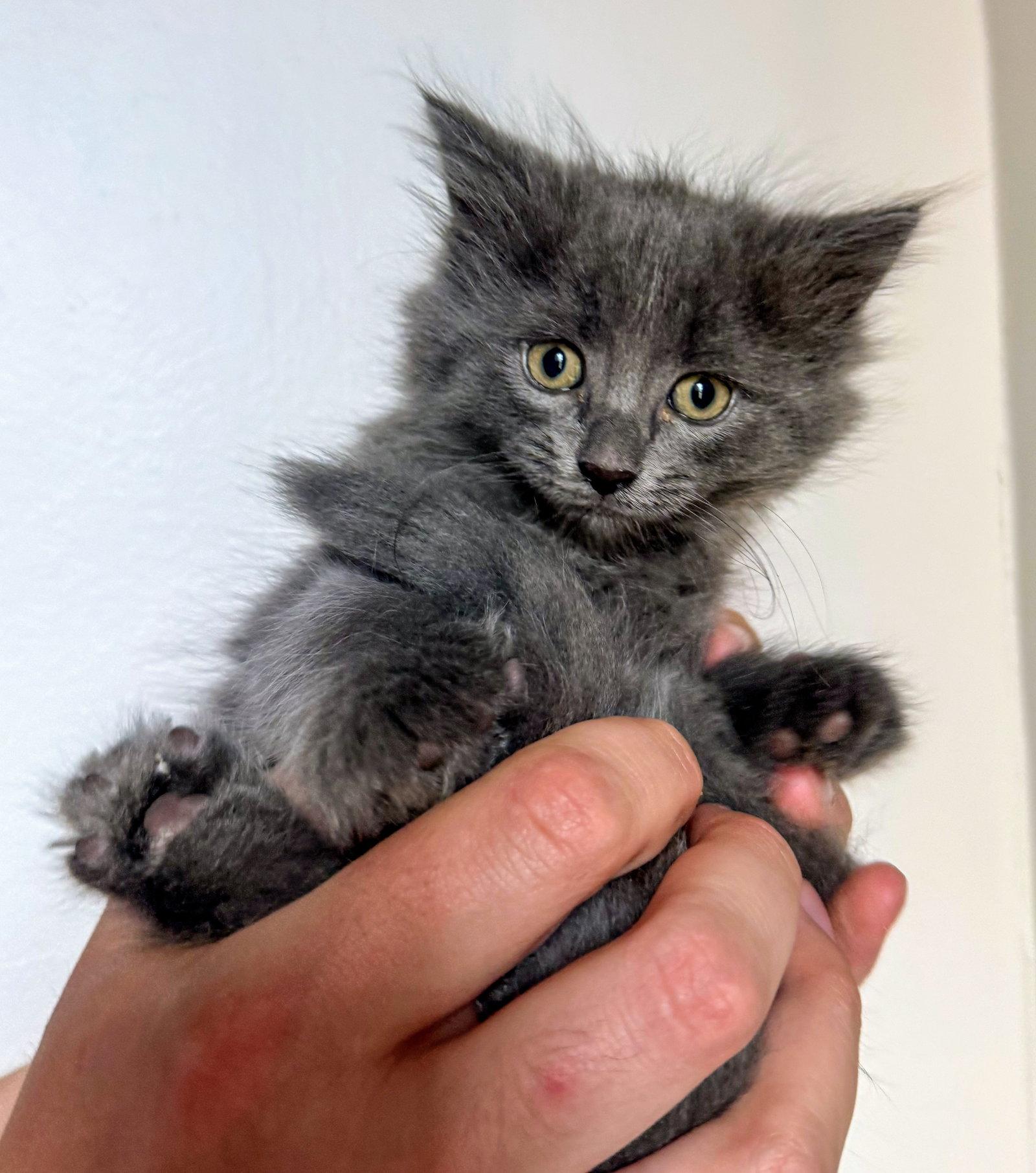 Enlarge Aphrodite, a Adopted Domestic Medium Hair in Reston, VA image 1/3