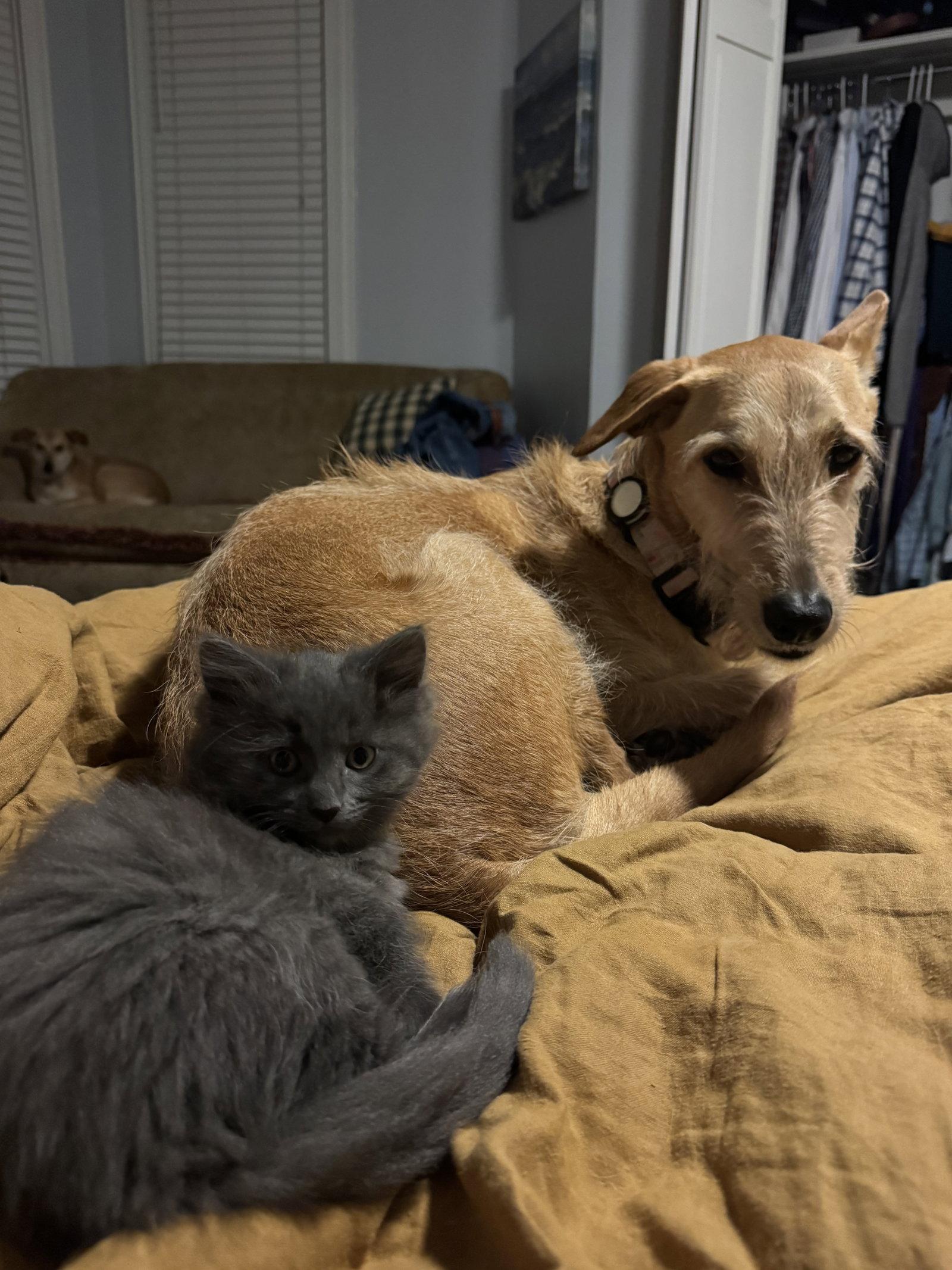 Enlarge Aphrodite, a Adopted Domestic Medium Hair in Reston, VA image 2/3