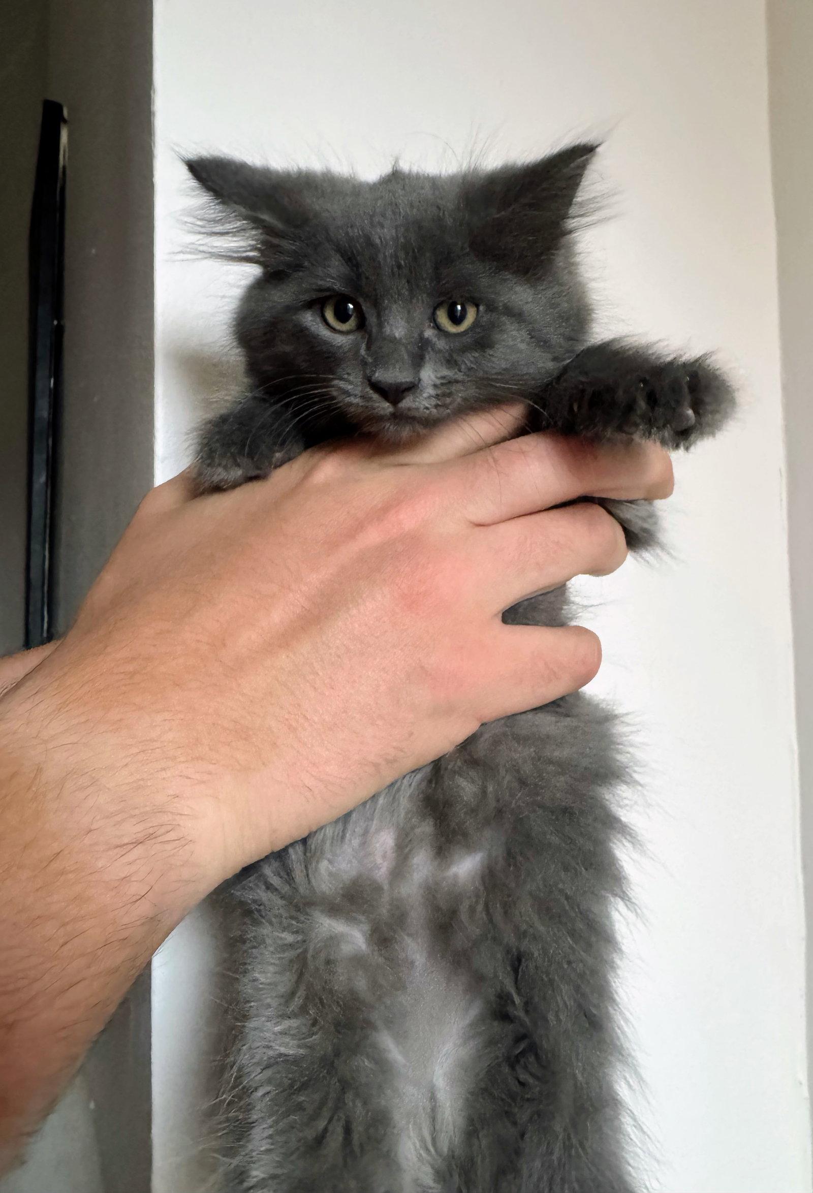 Enlarge Aphrodite, a Adopted Domestic Medium Hair in Reston, VA image 3/3