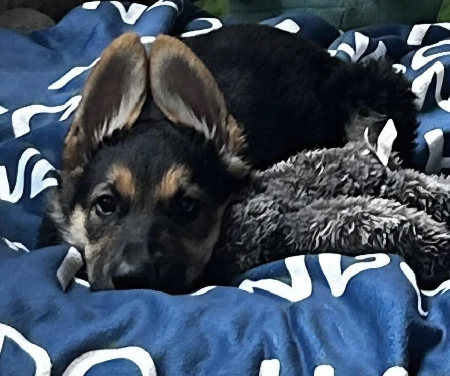 Orion, a Adoptable mixed breed in Seattle, WA image 2/6