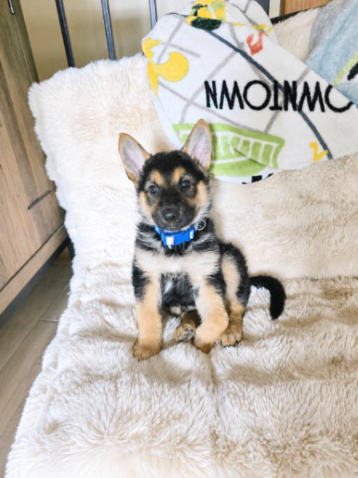 Orion, a Adoptable mixed breed in Seattle, WA image 3/6
