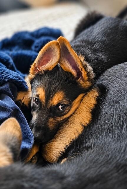 Orion, a Adoptable mixed breed in Seattle, WA image 5/6