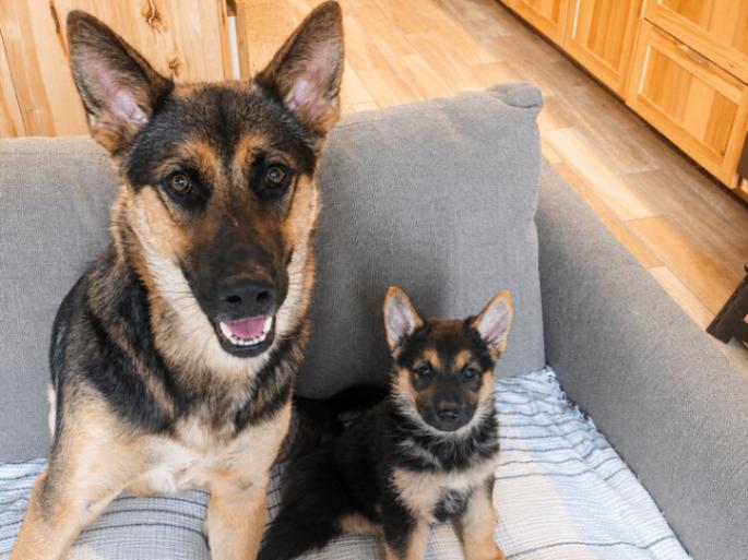 Orion, a Adoptable mixed breed in Seattle, WA image 6/6