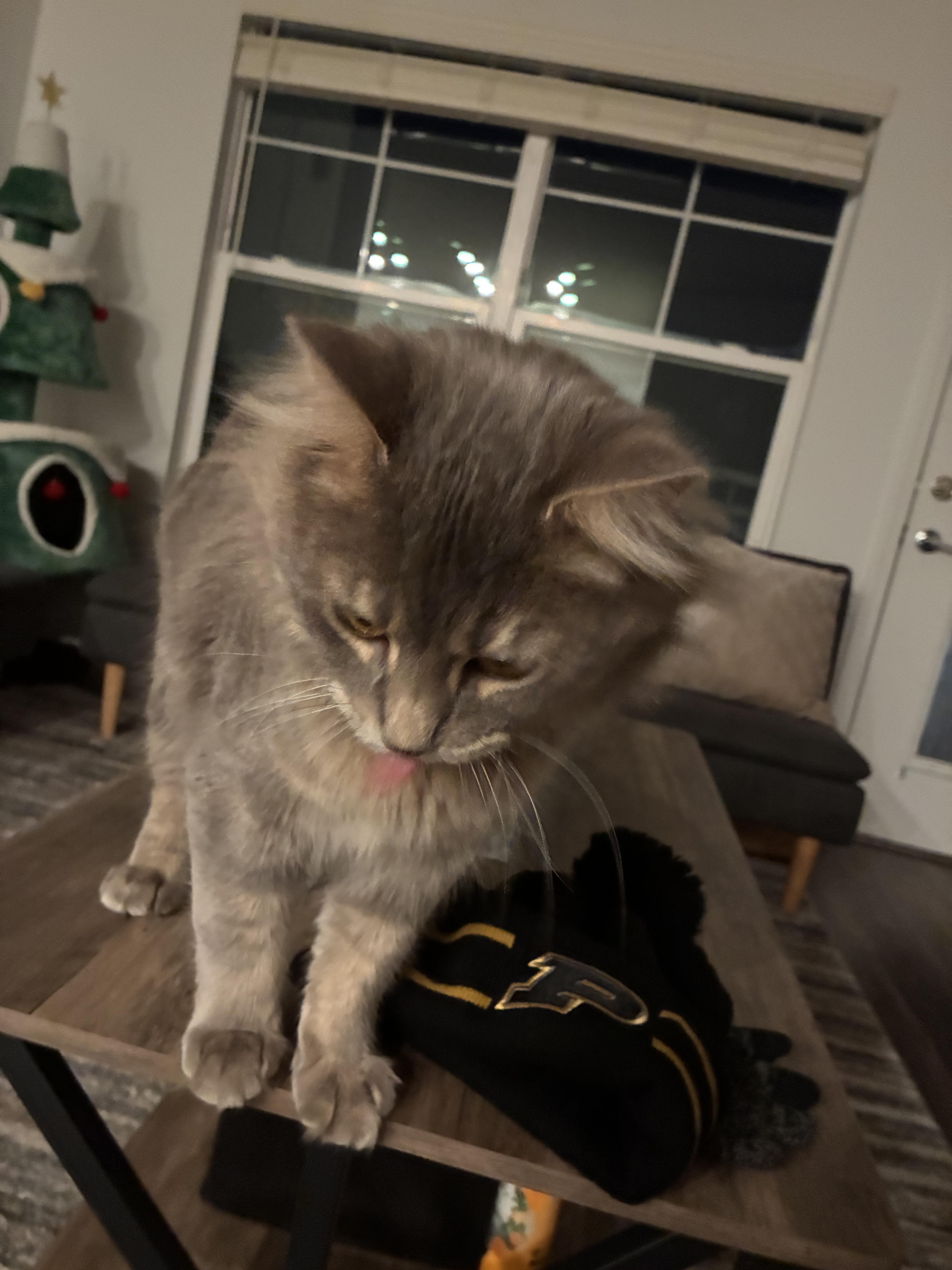 Enlarge Pete , an adopted Domestic Long Hair in West Lafayette, IN image 4/4