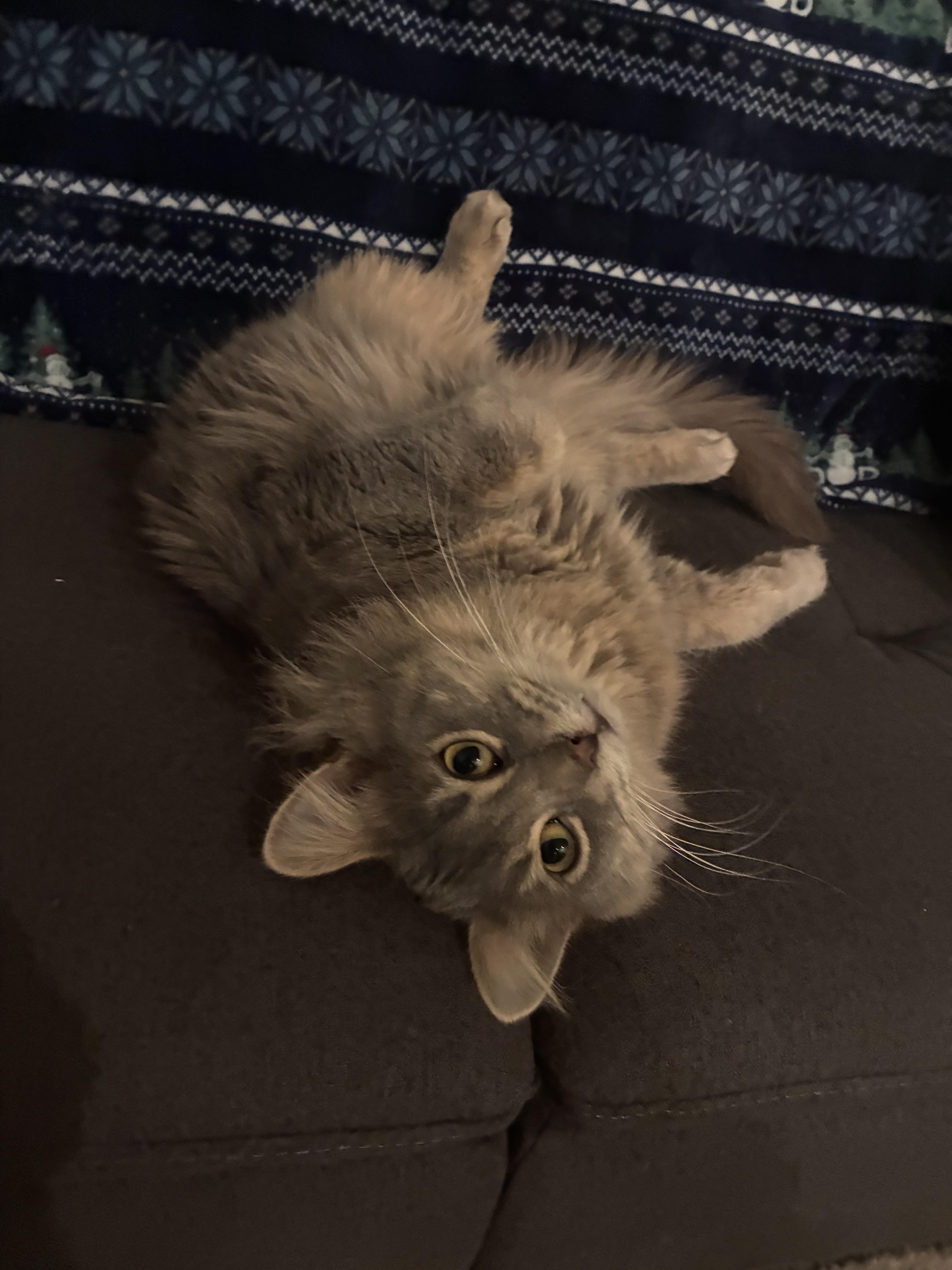 Enlarge Pete , an adopted Domestic Long Hair in West Lafayette, IN image 2/4