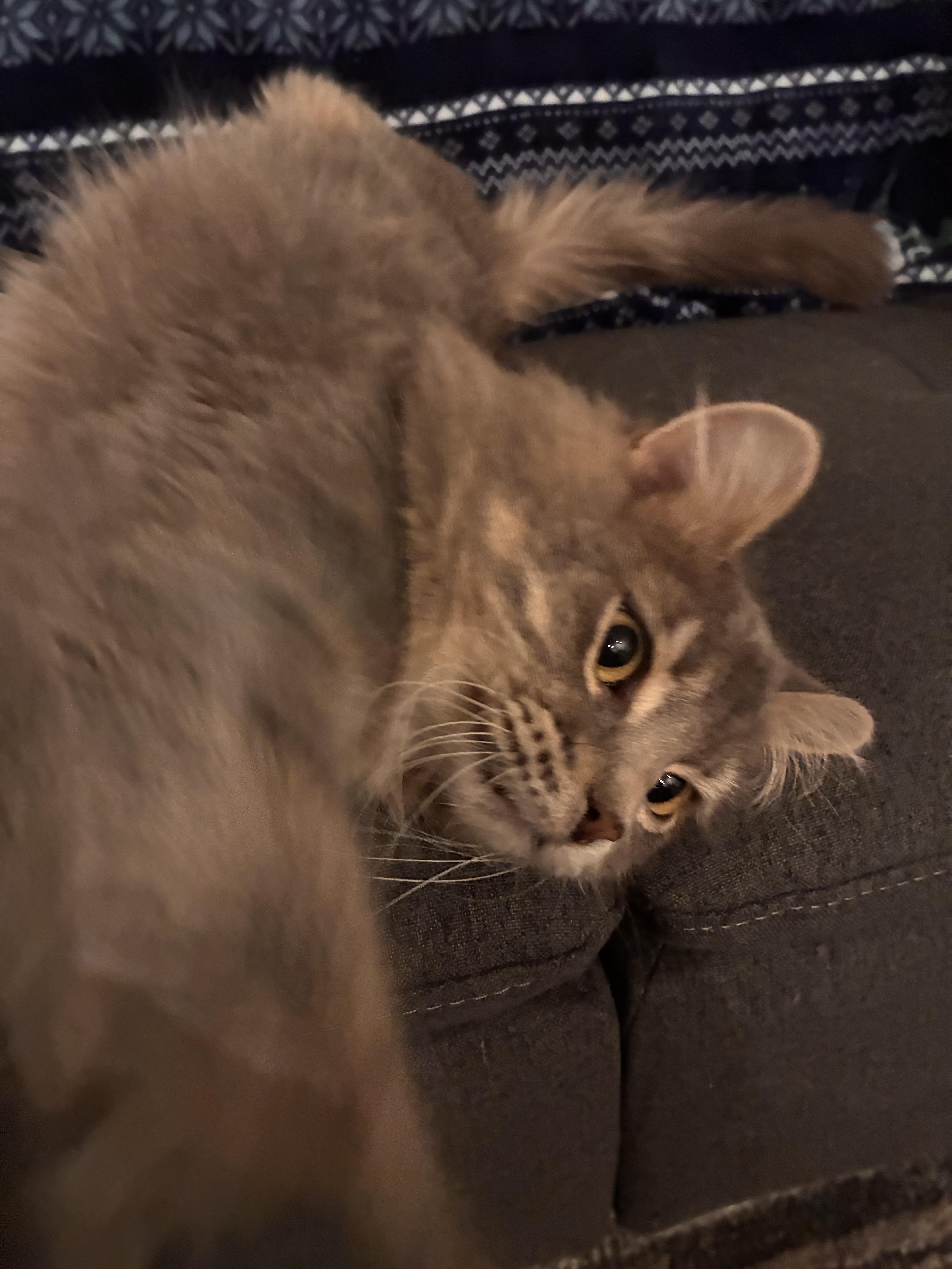 Enlarge Pete , an adopted Domestic Long Hair in West Lafayette, IN image 3/4