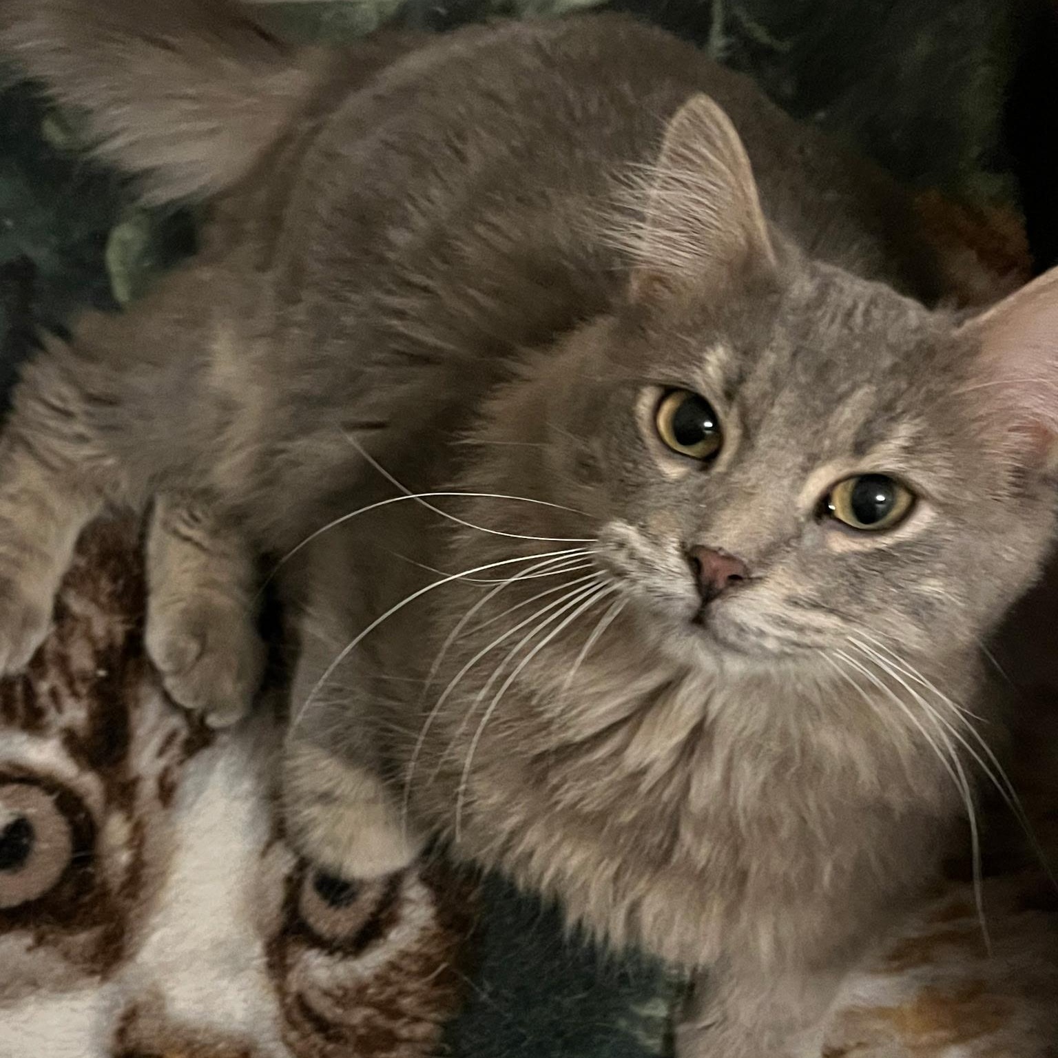 Pete , adopted, Young Male Domestic Long Hair.