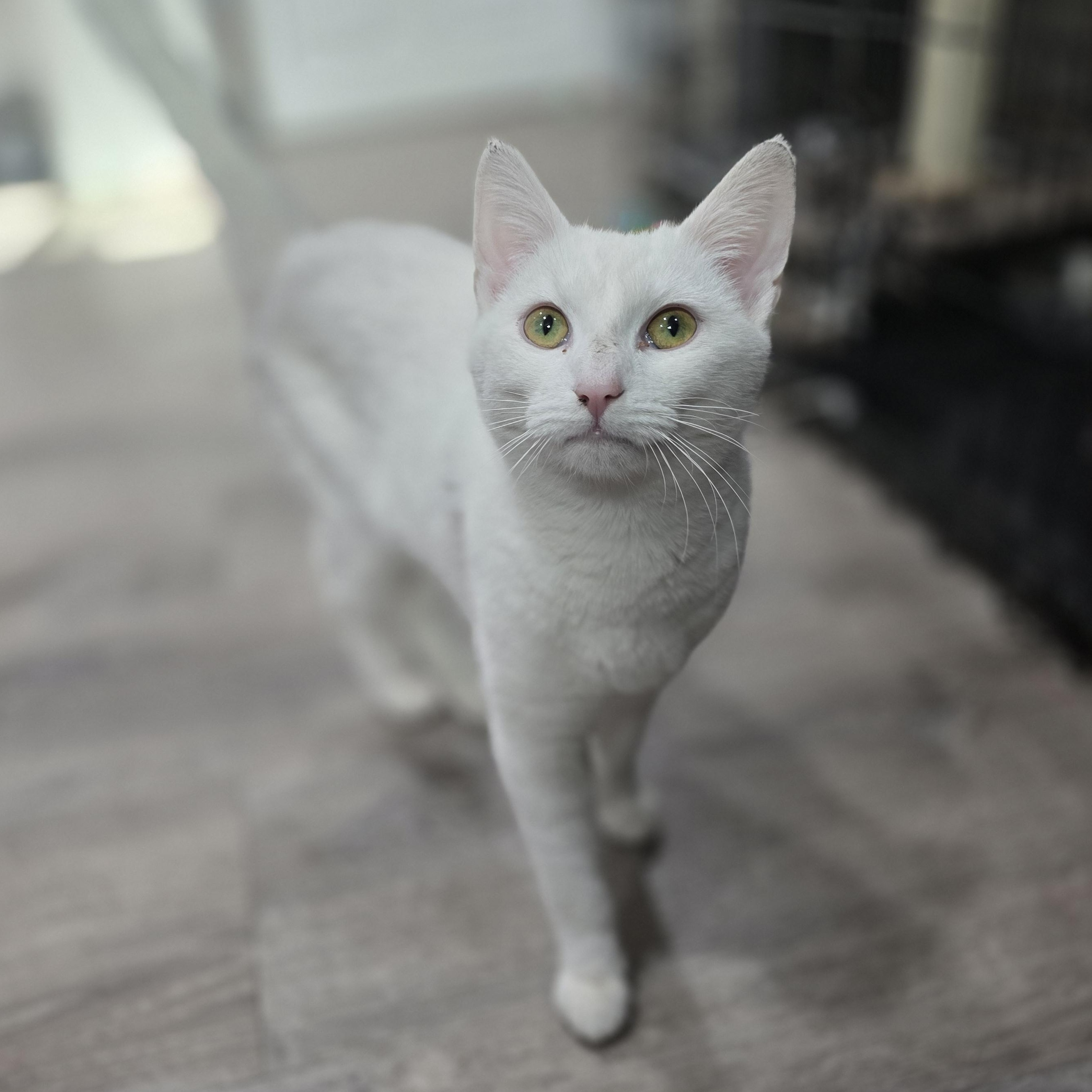 Snowy, ADOPTABLE, Young Female Domestic Short Hair.