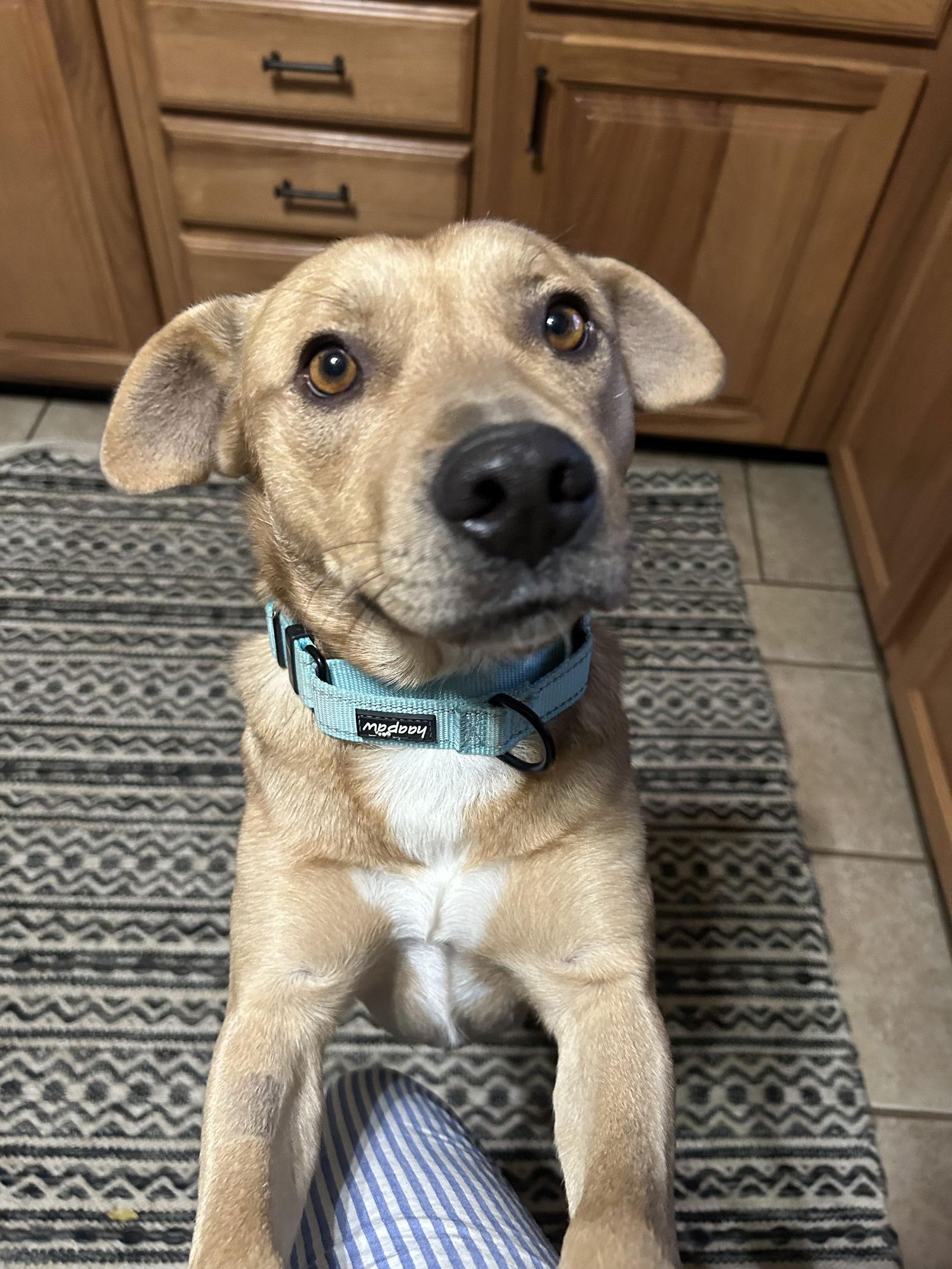 Henry, Adopted, Young Male Mixed Breed.