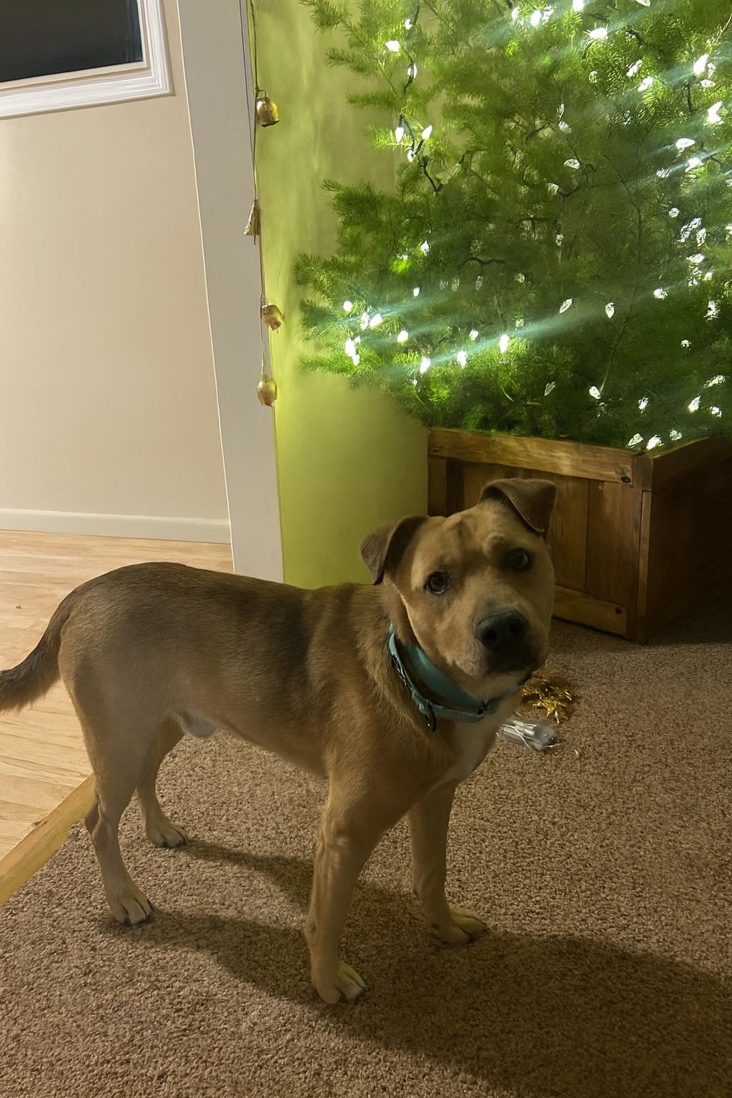 Enlarge Henry, a Adopted Mixed Breed in Polson, MT image 2/3