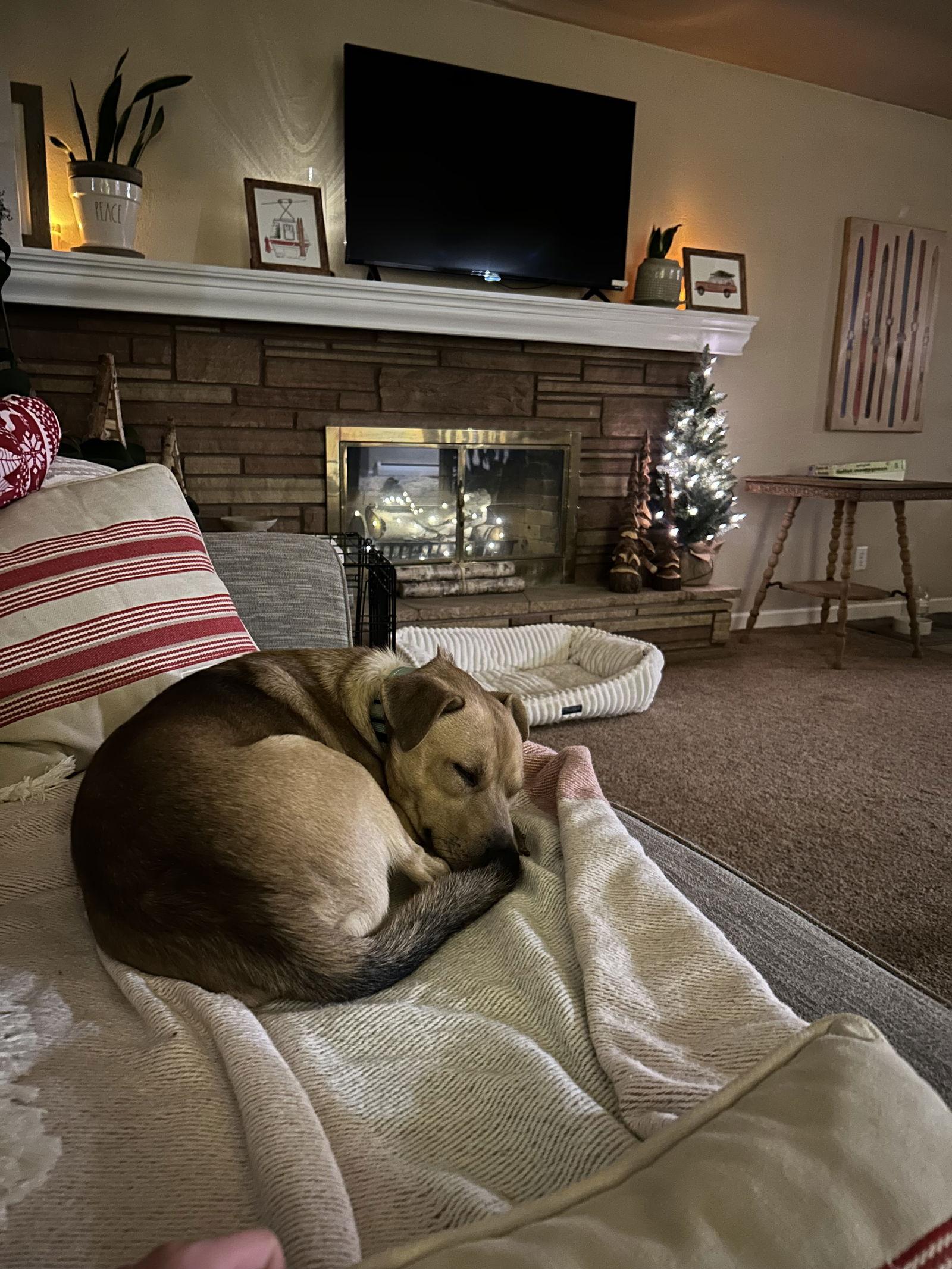 Enlarge Henry, a Adopted Mixed Breed in Polson, MT image 3/3