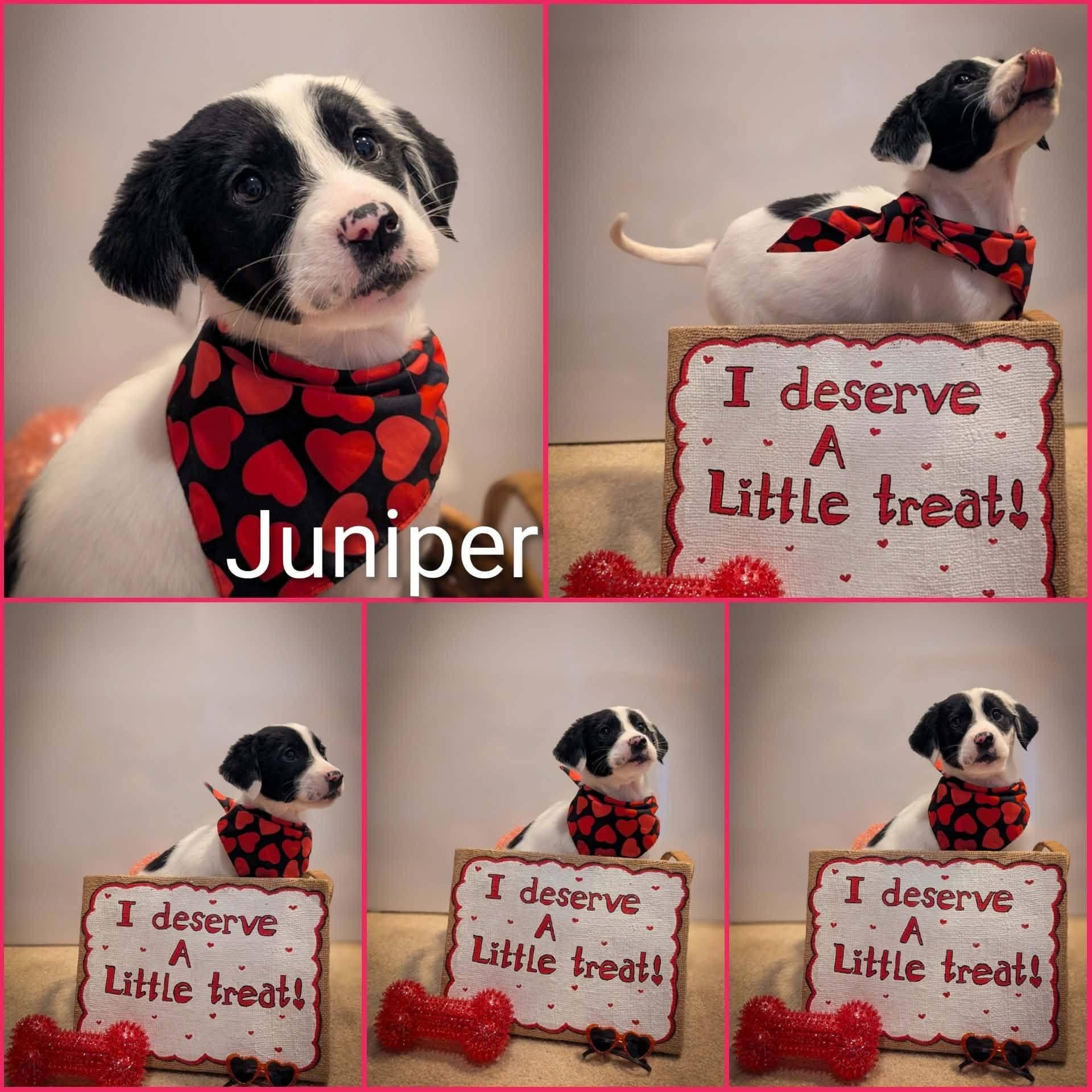 Enlarge Juniper, a ADOPTABLE Labrador Retriever in Elkton, MD image 1/1