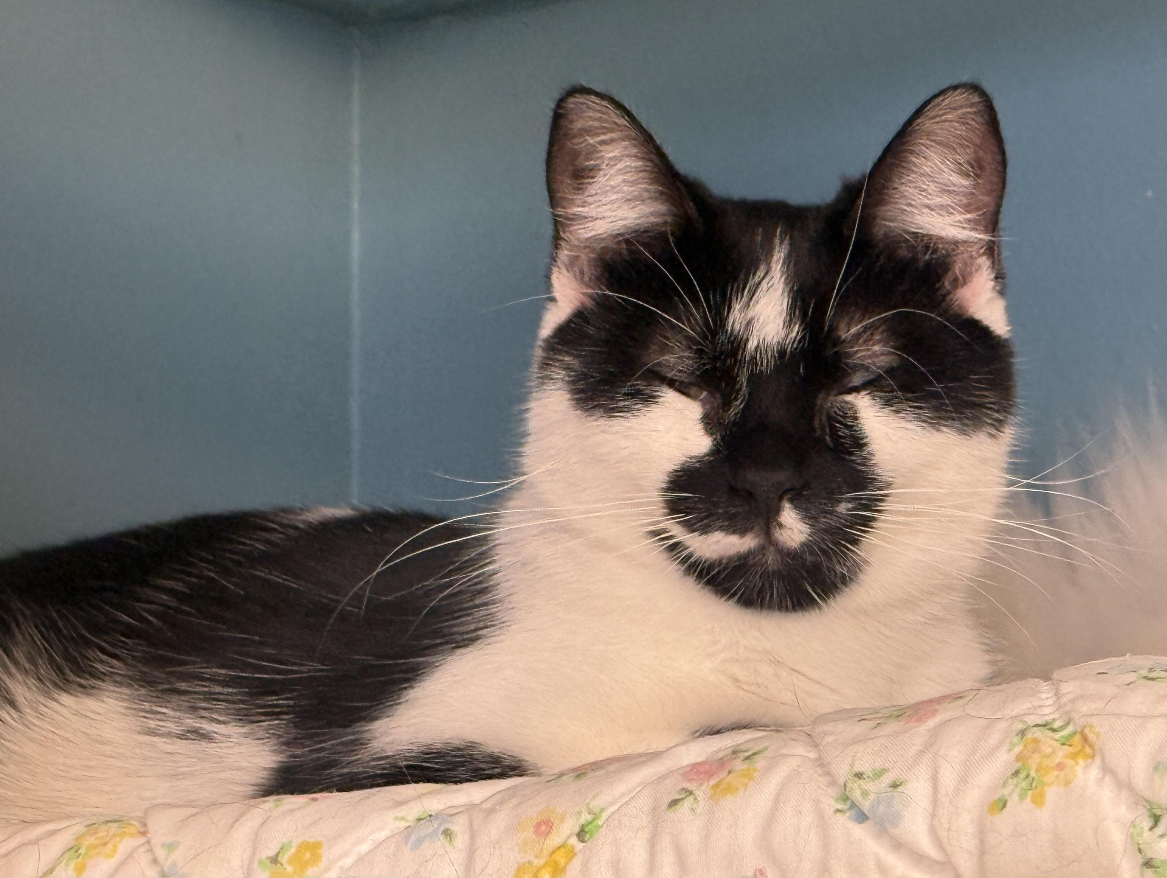 Enlarge Hartley, a Adoptable Domestic Short Hair in Pierre, SD image 1/1