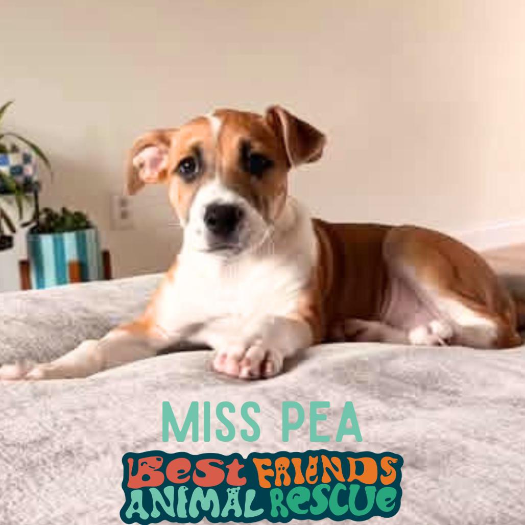 Enlarge Miss Pea, a Adoptable American Bulldog in Wasilla, AK image 1/1