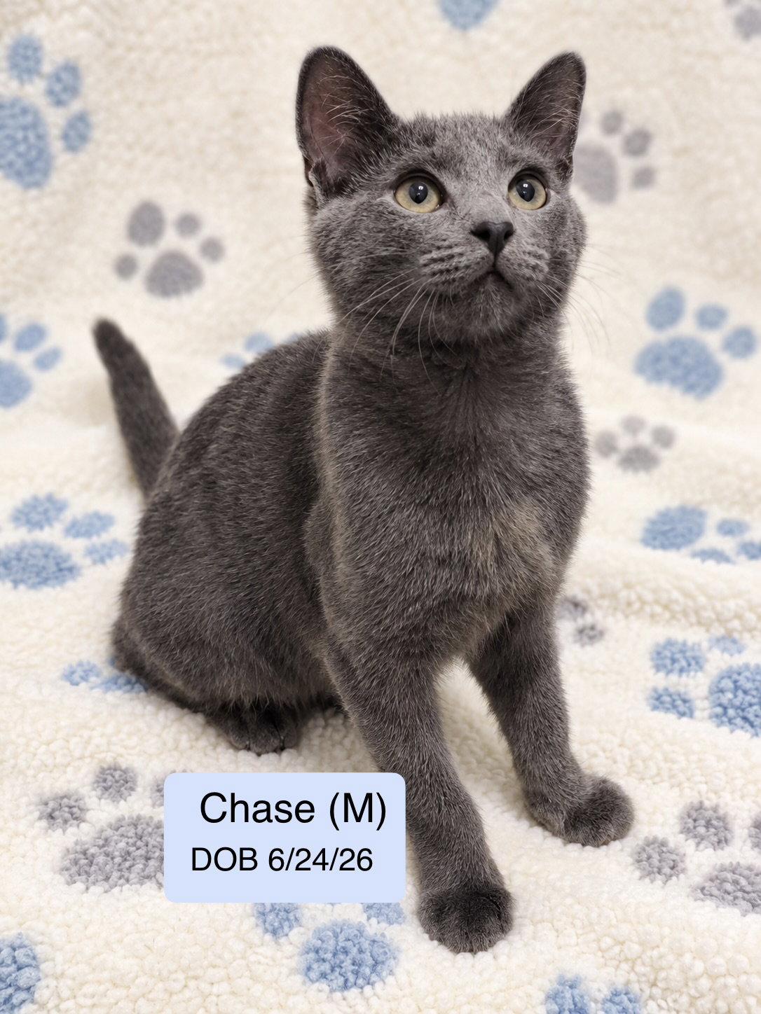 Chase, Adoptable, Young Male Russian Blue & Domestic Short Hair.