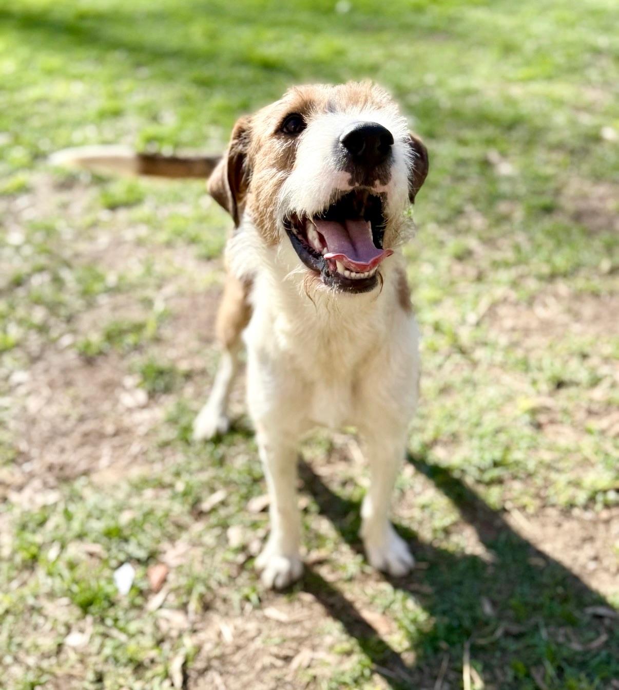 Enlarge Tramp, an adopted mixed breed in Covington, LA image 3/6