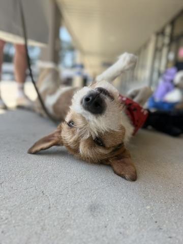 Tramp, an adoptable mixed breed in Covington, LA image 1/6
