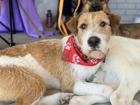 Tramp, an adoptable mixed breed in Covington, LA image 6/6