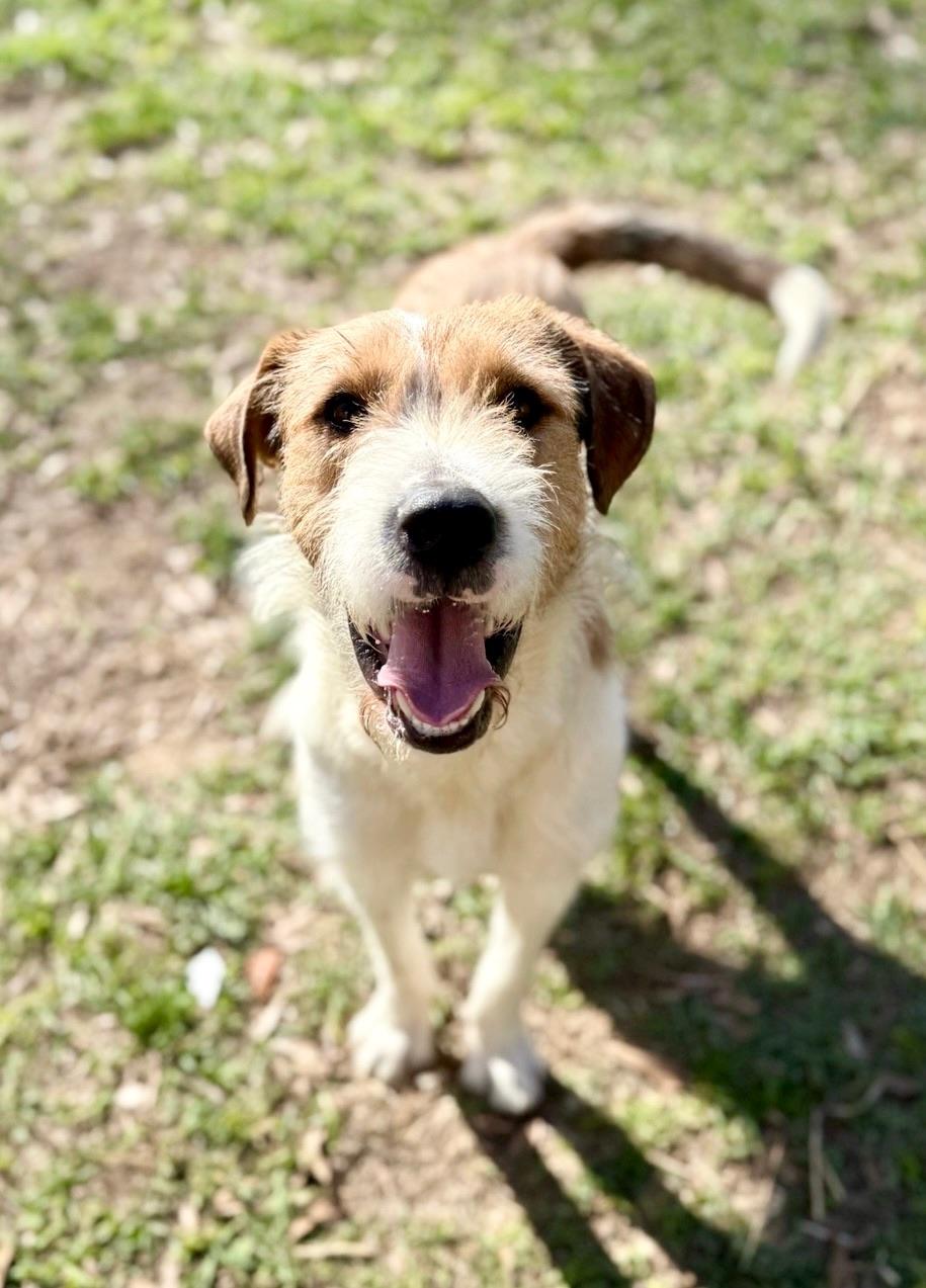 Enlarge Tramp, an adopted mixed breed in Covington, LA image 4/6