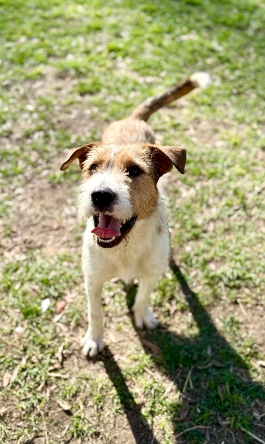 Enlarge Tramp, an adopted mixed breed in Covington, LA image 2/6