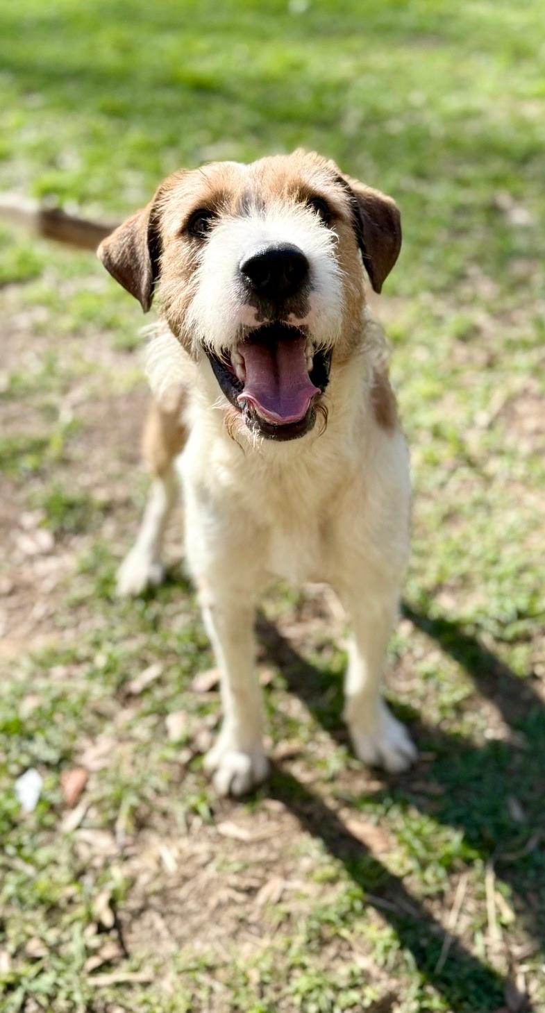 Tramp, adopted, Young Male Terrier.