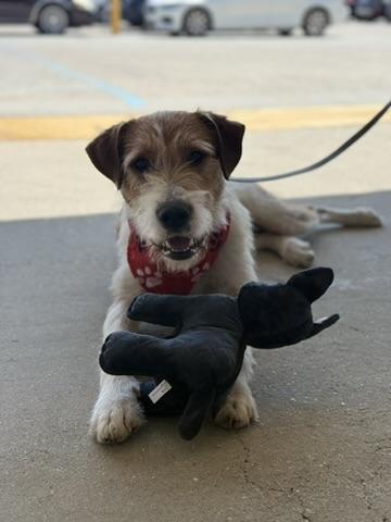 Tramp, an adoptable mixed breed in Covington, LA image 5/6