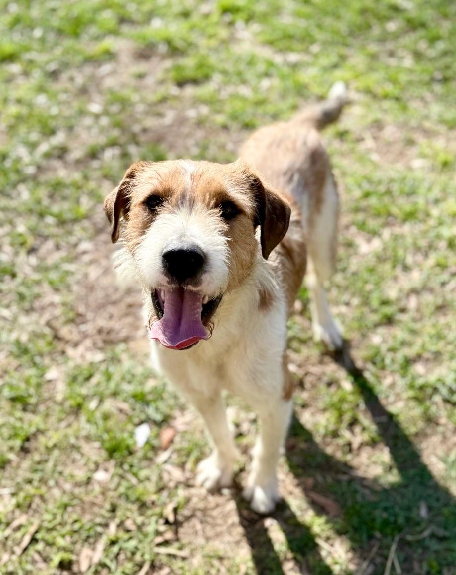 Enlarge Tramp, an adopted mixed breed in Covington, LA image 6/6