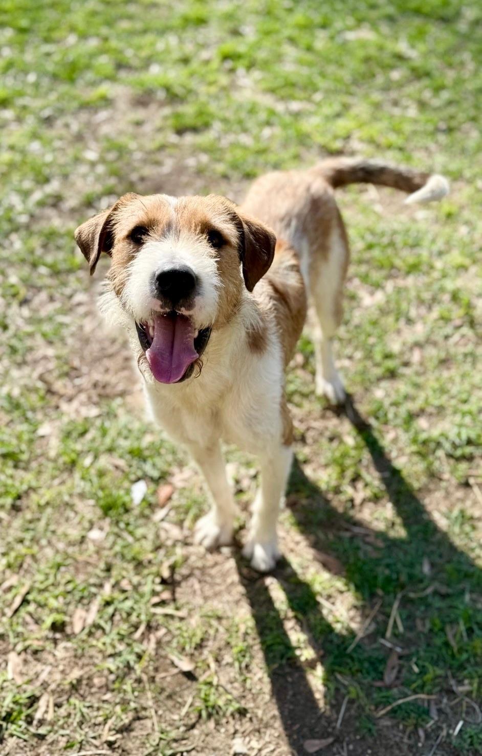 Enlarge Tramp, an adopted mixed breed in Covington, LA image 5/6