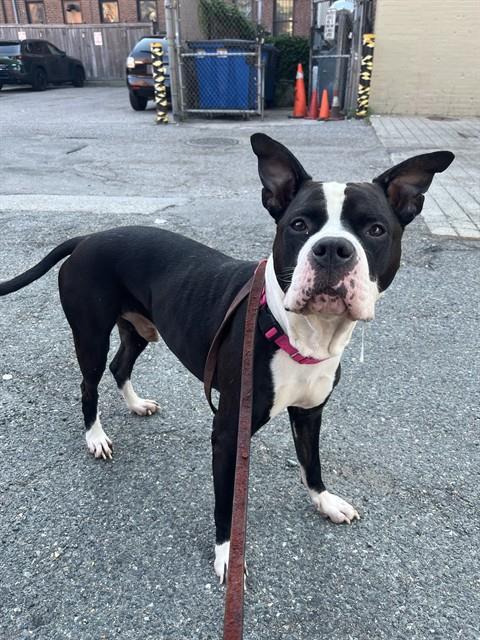 Enlarge SCRAPPY, a Adoptable mixed breed in Brewster, MA image 1/1