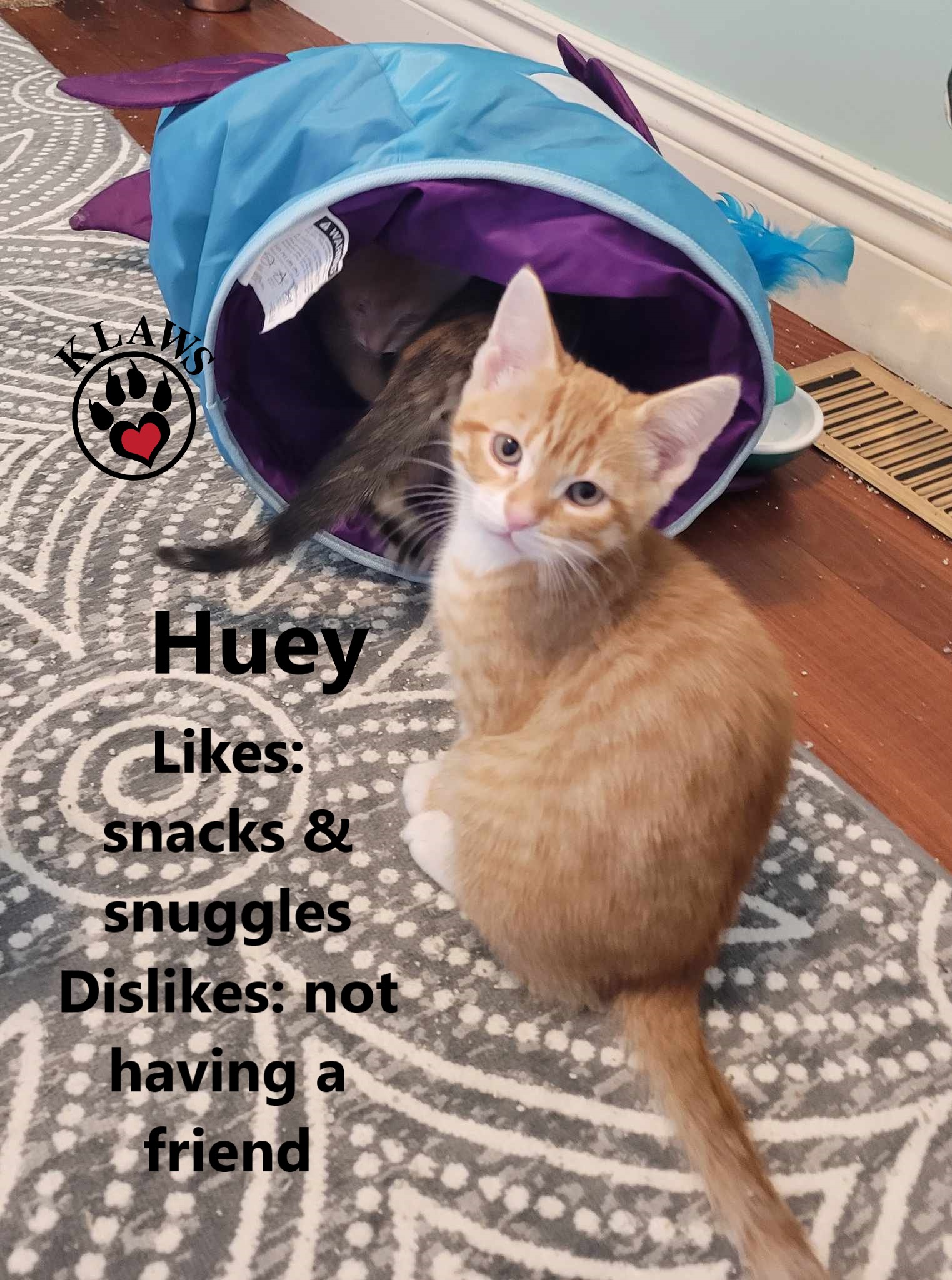 Huey, Adopted, Kitten Male Domestic Short Hair.