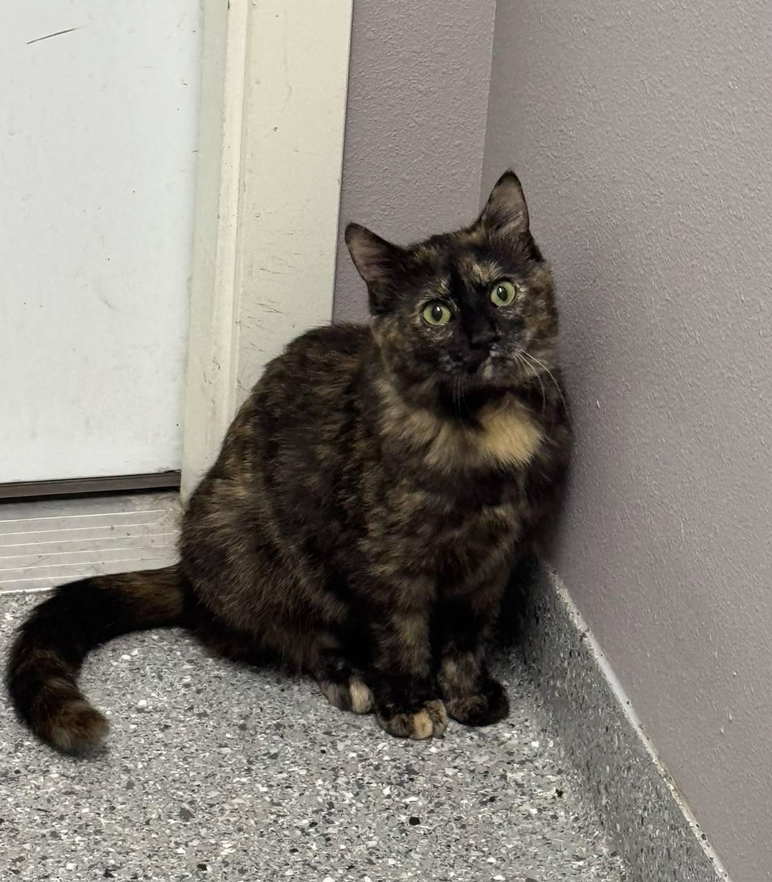 Jasmine, ADOPTABLE, Adult Female Tortoiseshell.