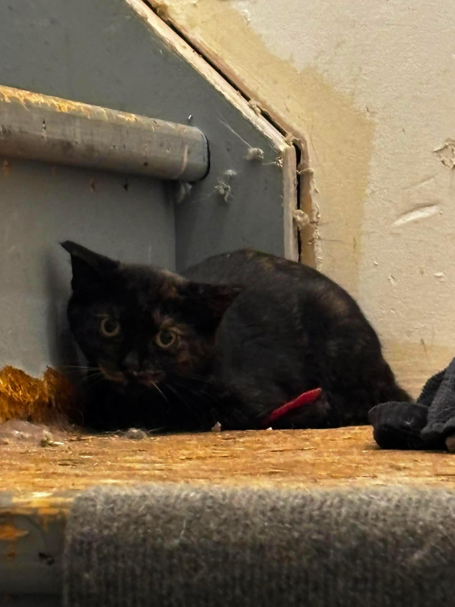 Enlarge SHREDDER, a Adoptable Domestic Short Hair in Tillsonburg, ON image 1/1