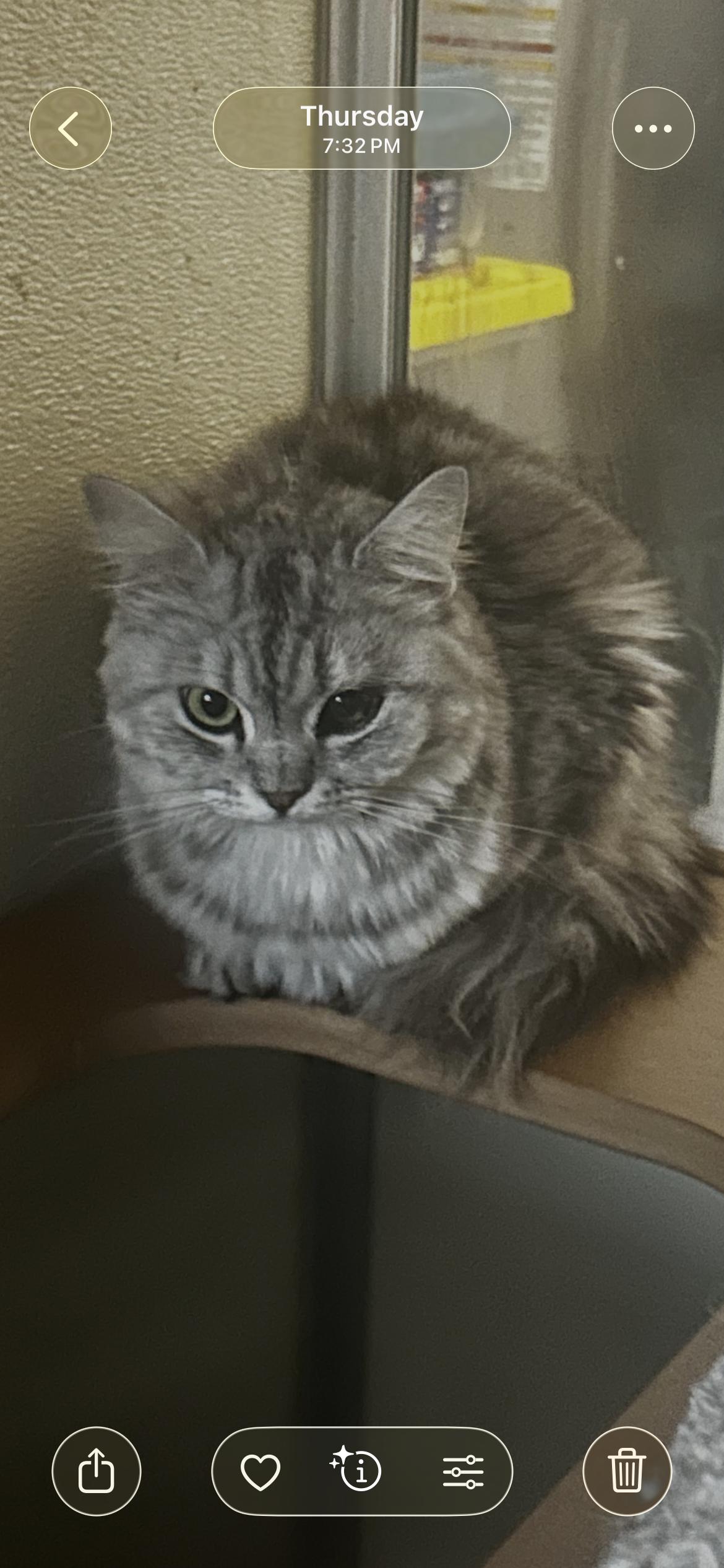 Olivia , adopted, Adult Female Ragdoll.