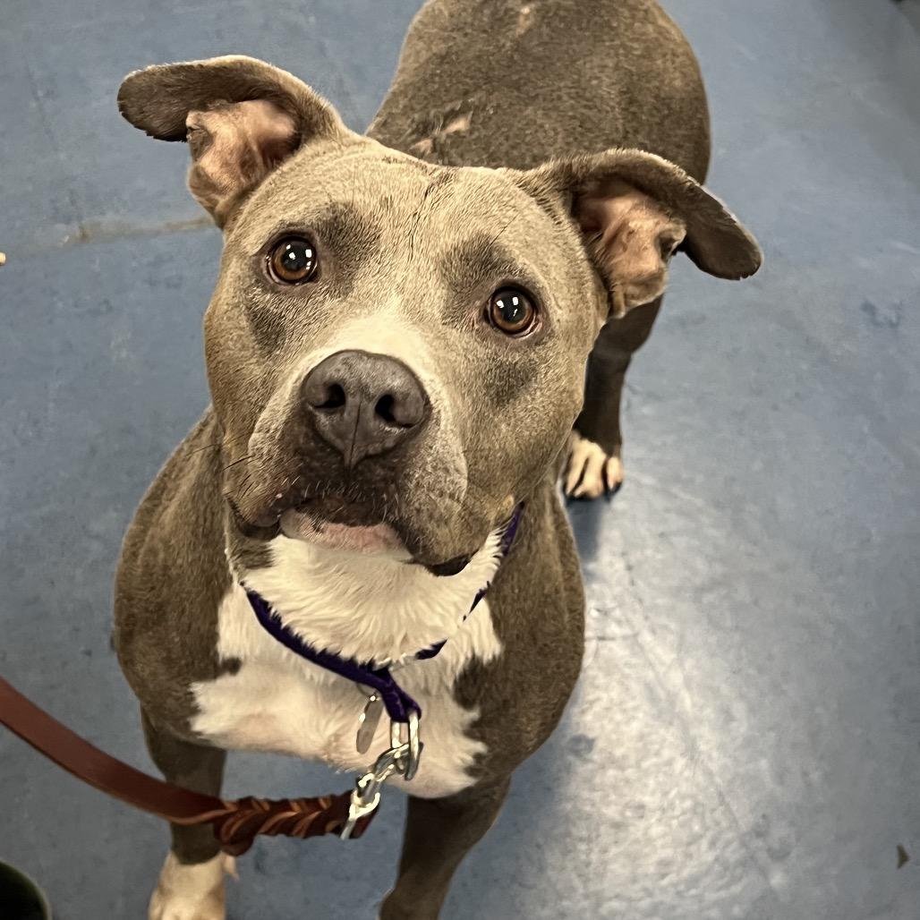 Enlarge Trina, a Adoptable Pit Bull Terrier in Los Angeles, CA image 1/1