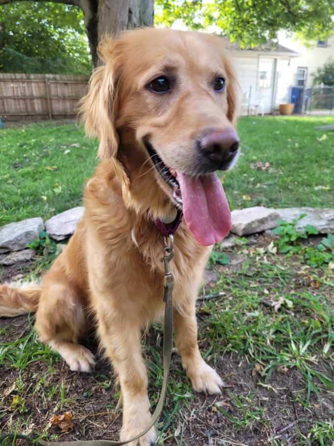 Mystic, Adoptable, Adult Female Golden Retriever.
