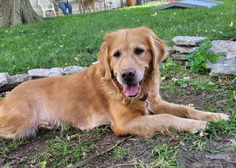 Mystic, a Adoptable Golden Retriever in Waterville, OH image 2/2