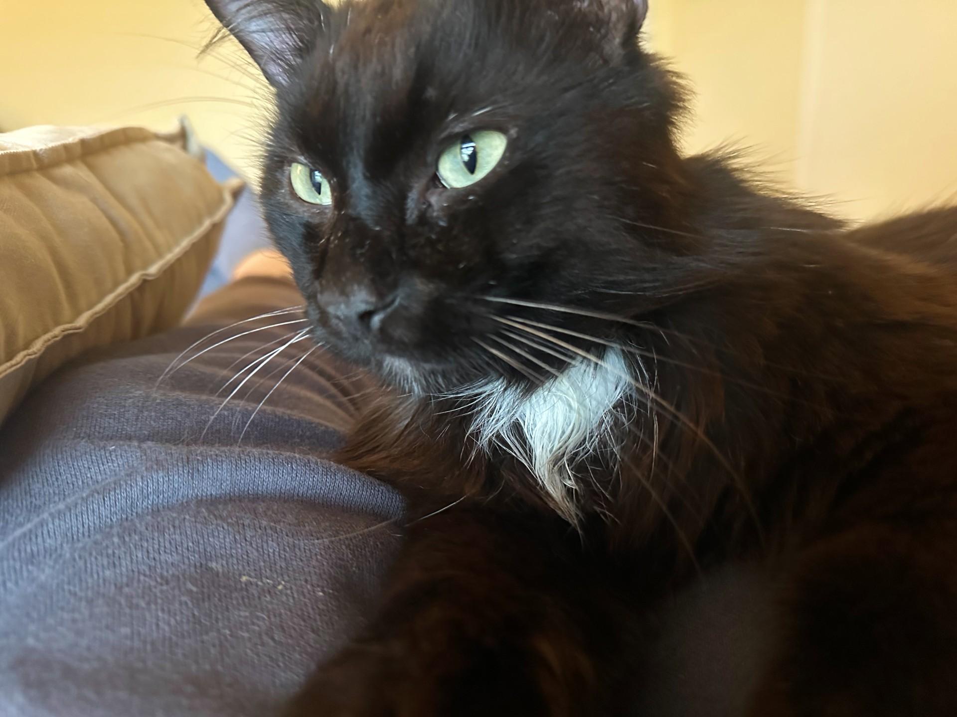Theo, a ADOPTABLE Domestic Medium Hair in College Station, TX image 4/6