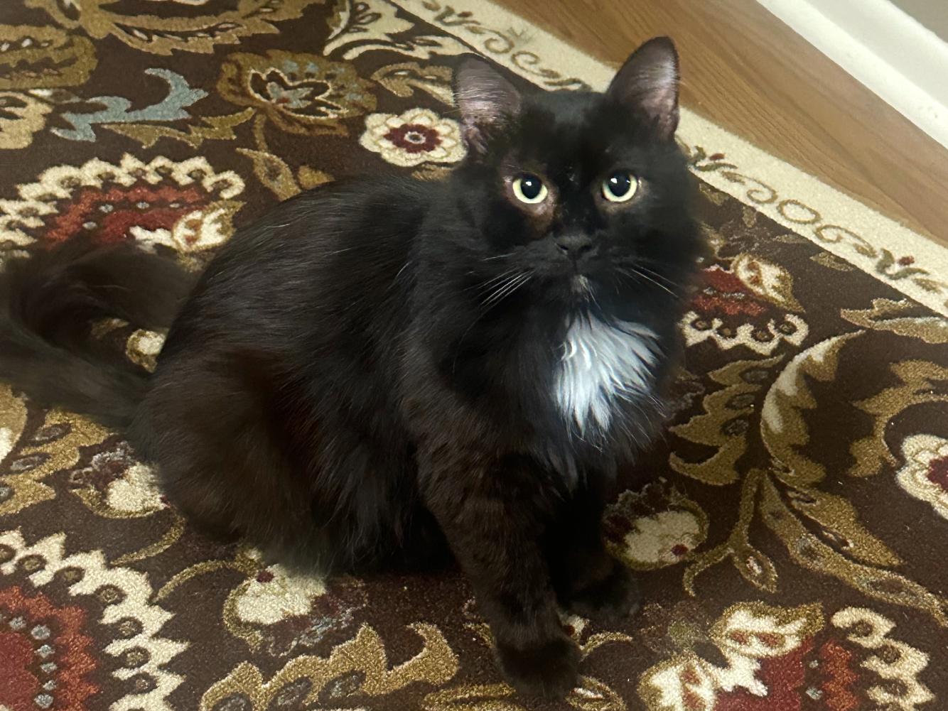Theo, a ADOPTABLE Domestic Medium Hair in College Station, TX image 2/6