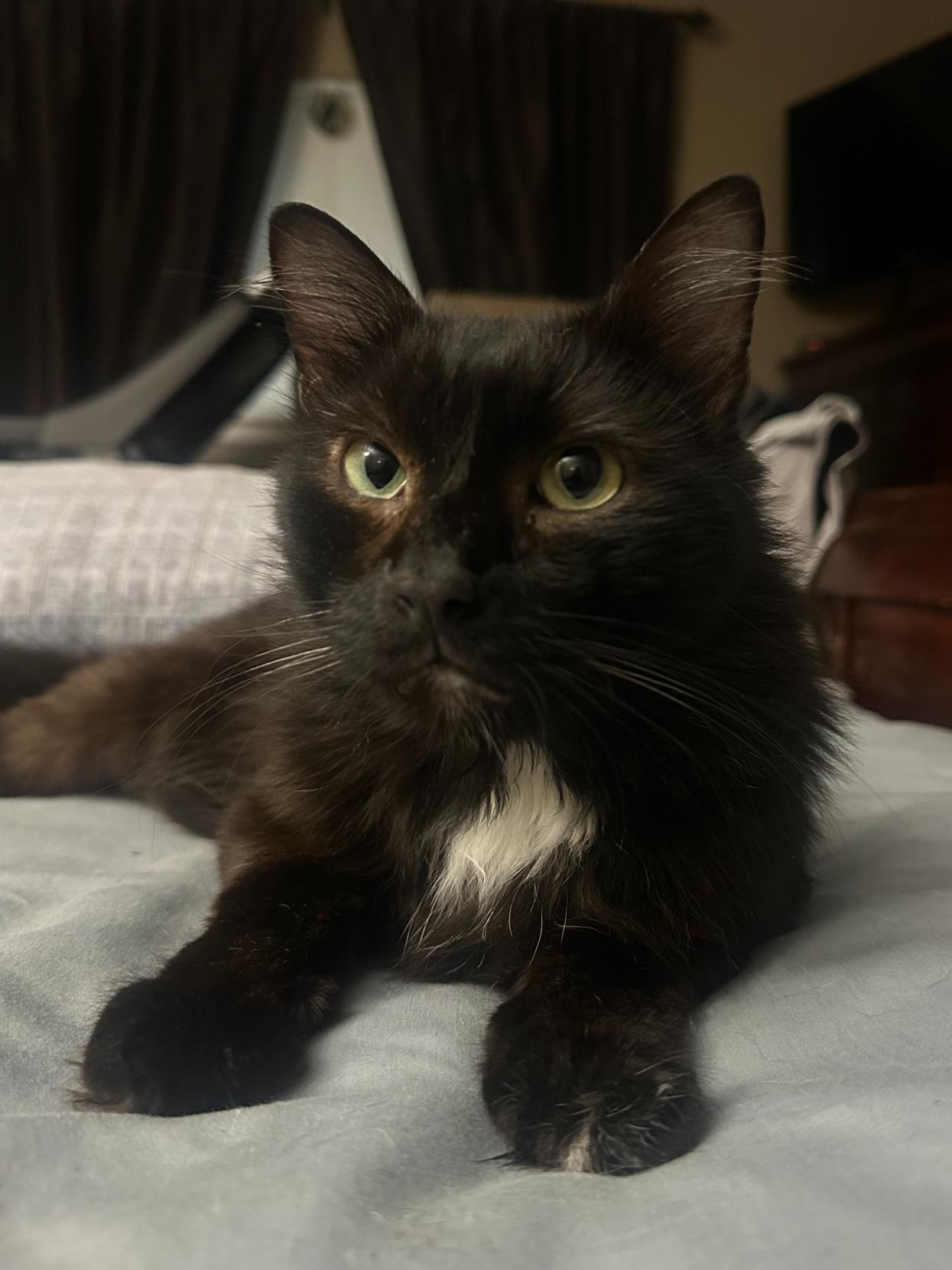 Theo, a ADOPTABLE Domestic Medium Hair in College Station, TX image 3/6
