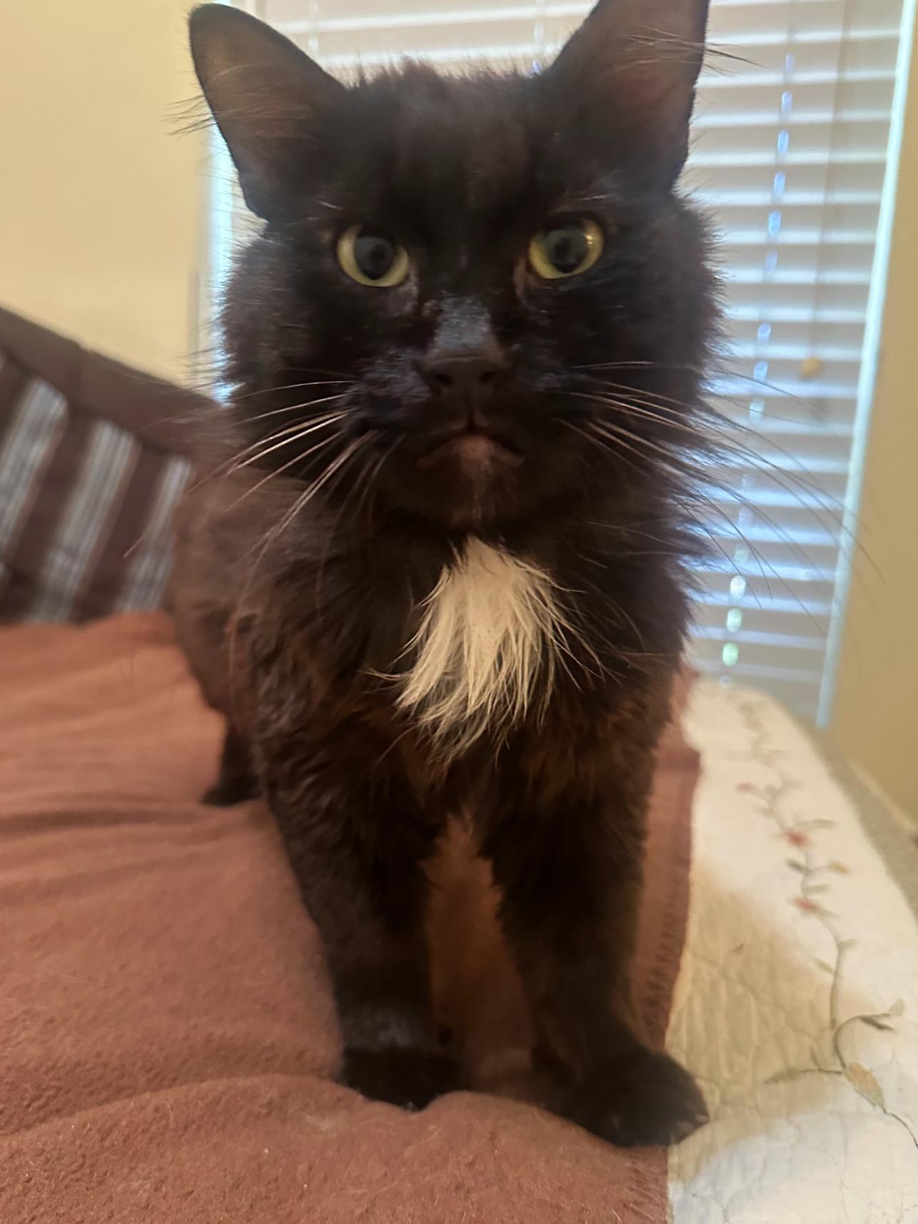 Theo, a ADOPTABLE Domestic Medium Hair in College Station, TX image 5/6