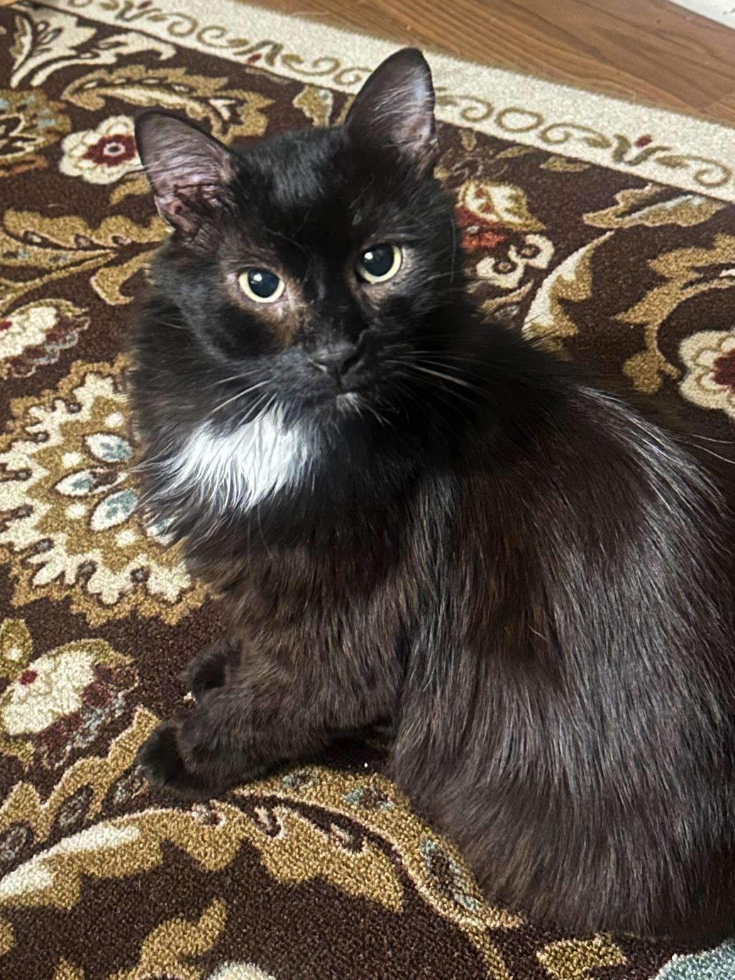 Theo, a ADOPTABLE Domestic Medium Hair in College Station, TX image 1/6