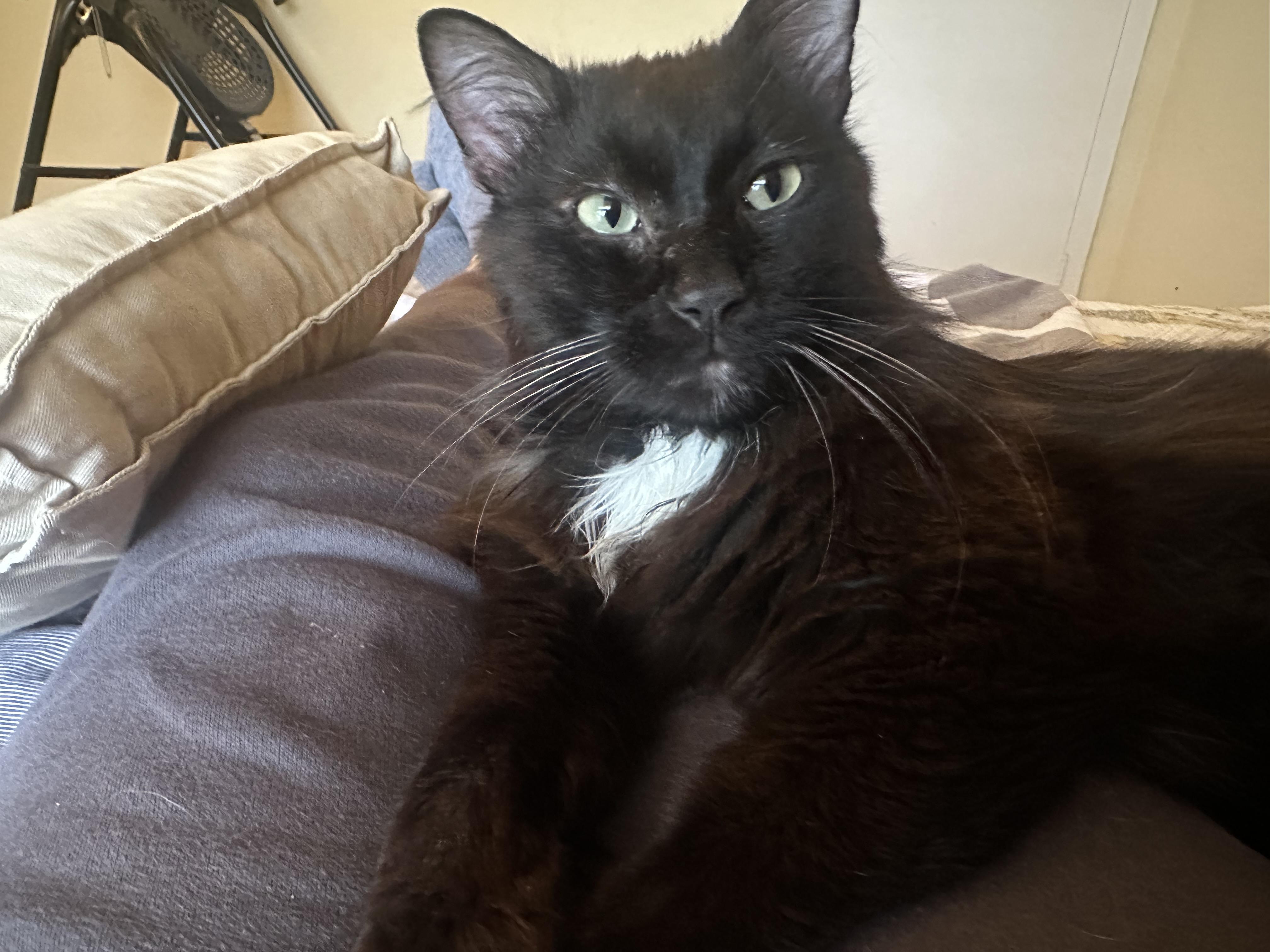 Theo, a ADOPTABLE Domestic Medium Hair in College Station, TX image 6/6