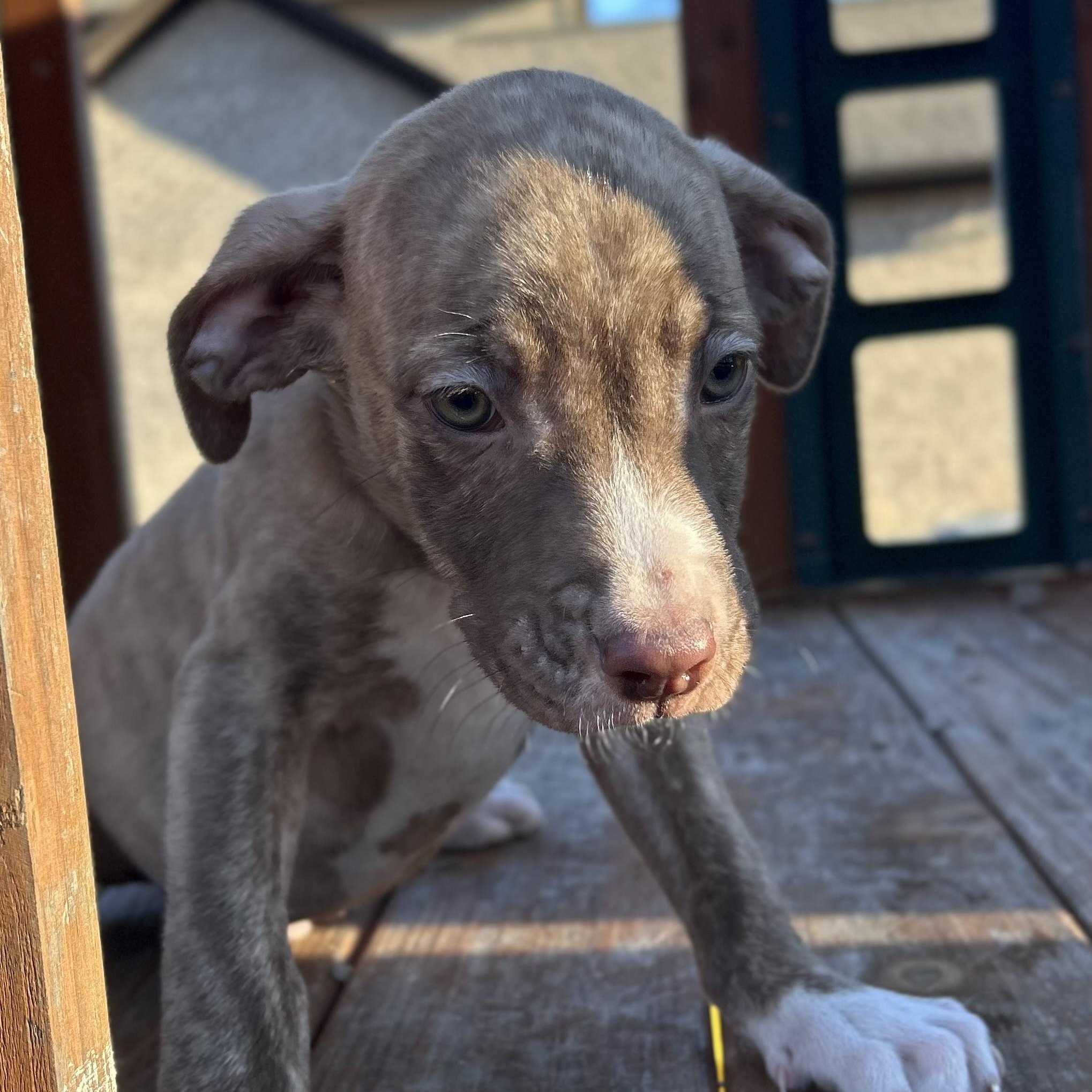 Enlarge Comet, a Adoptable mixed breed in Harrisburg, PA image 6/6