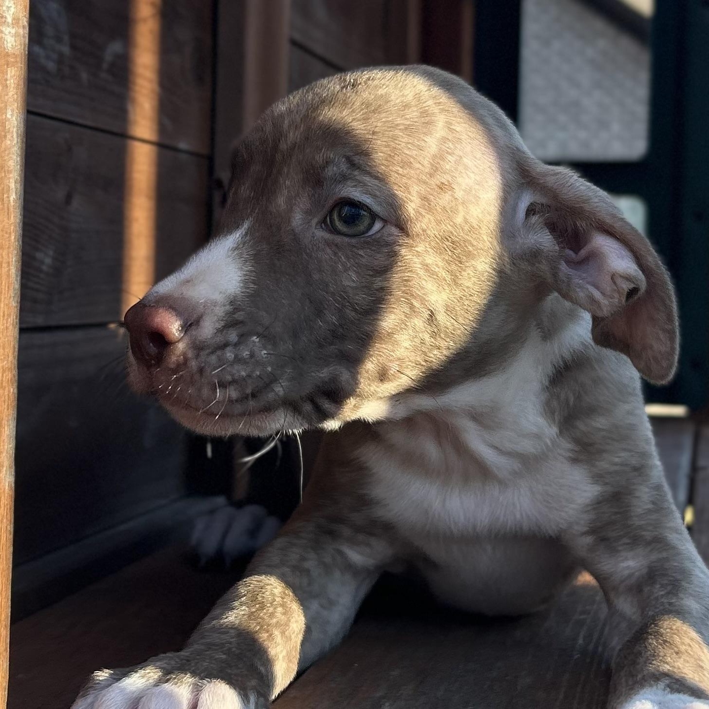 Enlarge Comet, a Adoptable mixed breed in Harrisburg, PA image 2/6