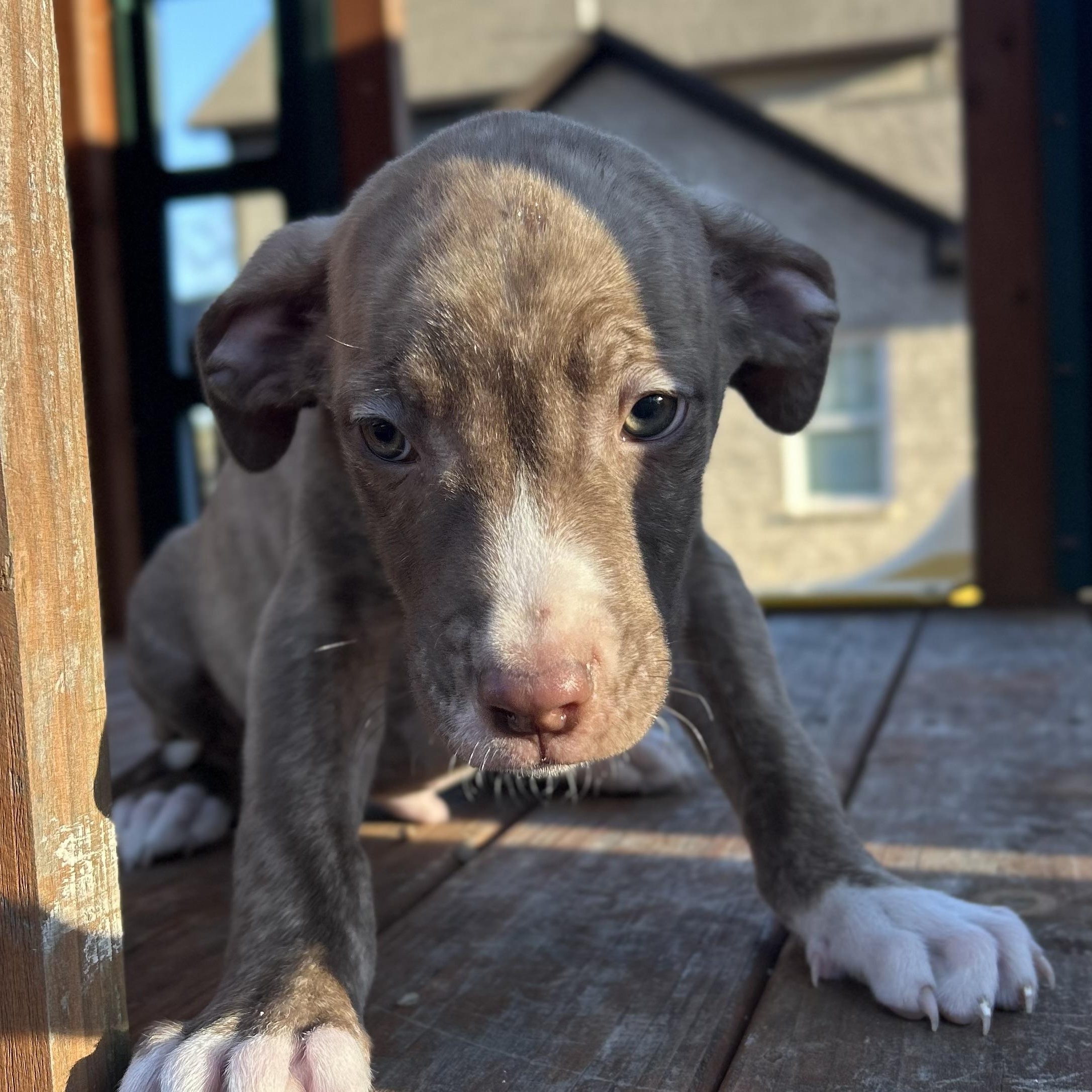 Enlarge Comet, a Adoptable mixed breed in Harrisburg, PA image 4/6