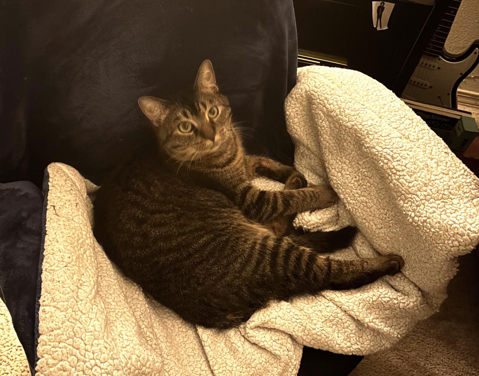 Shenandoah, Adoptable, Young Female Domestic Short Hair.