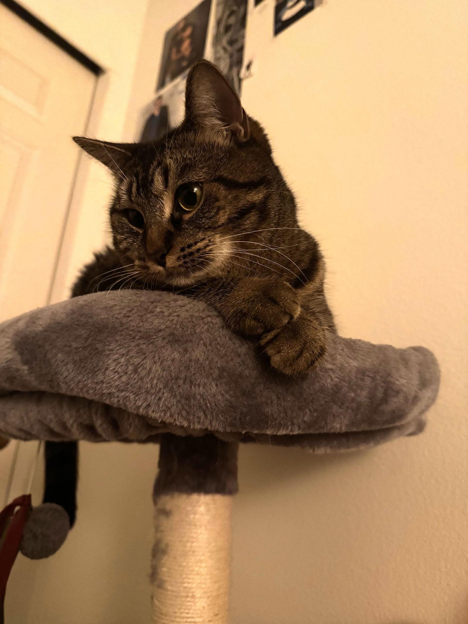 Enlarge Shenandoah, a Adoptable Domestic Short Hair in Burlington, WA image 2/2