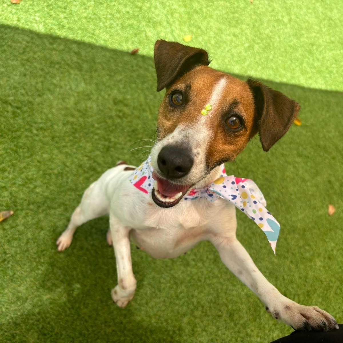 Moana, Adopted, Adult Female Rat Terrier.